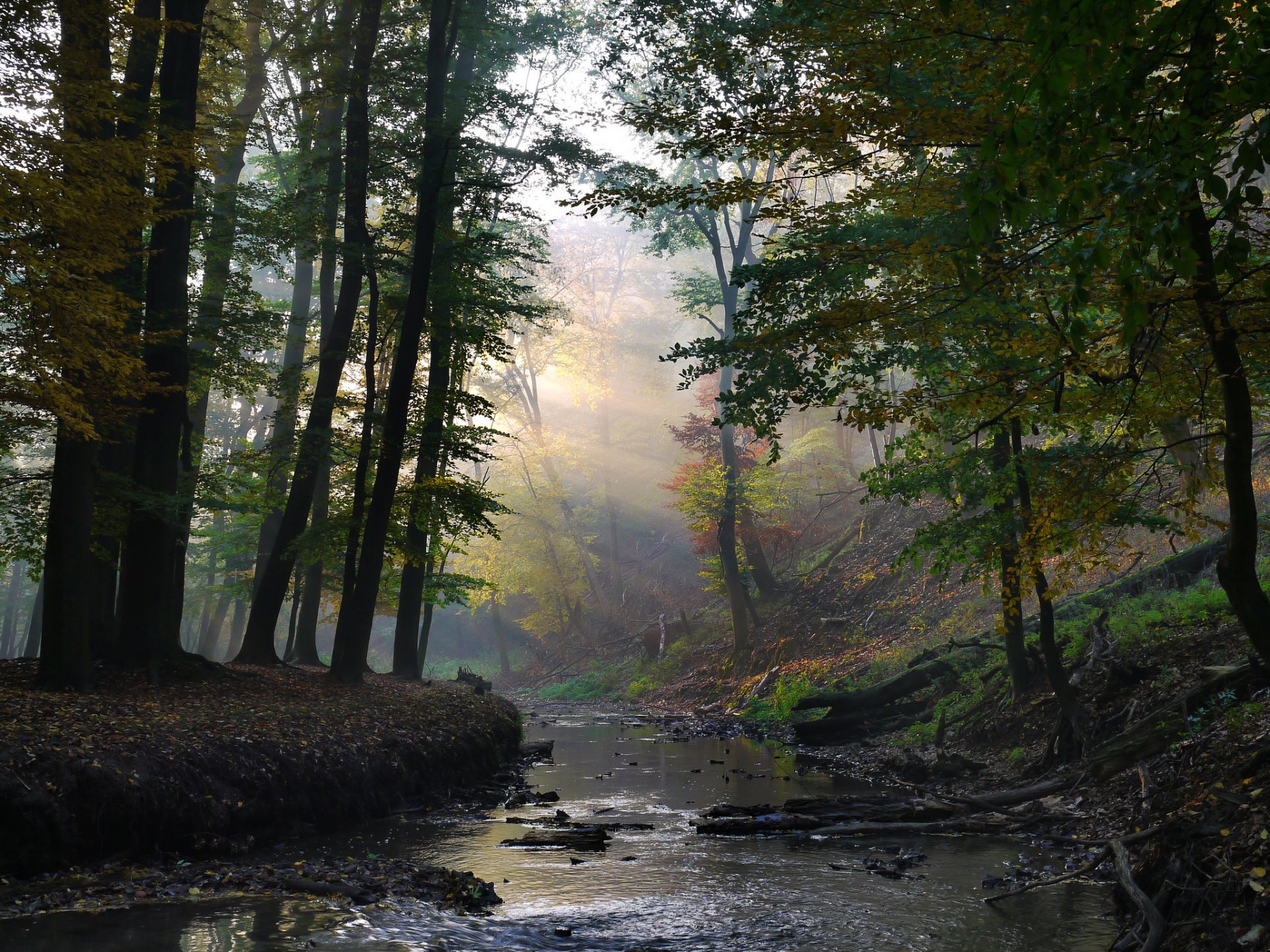 forêt ruisseau rayons ensoleillé