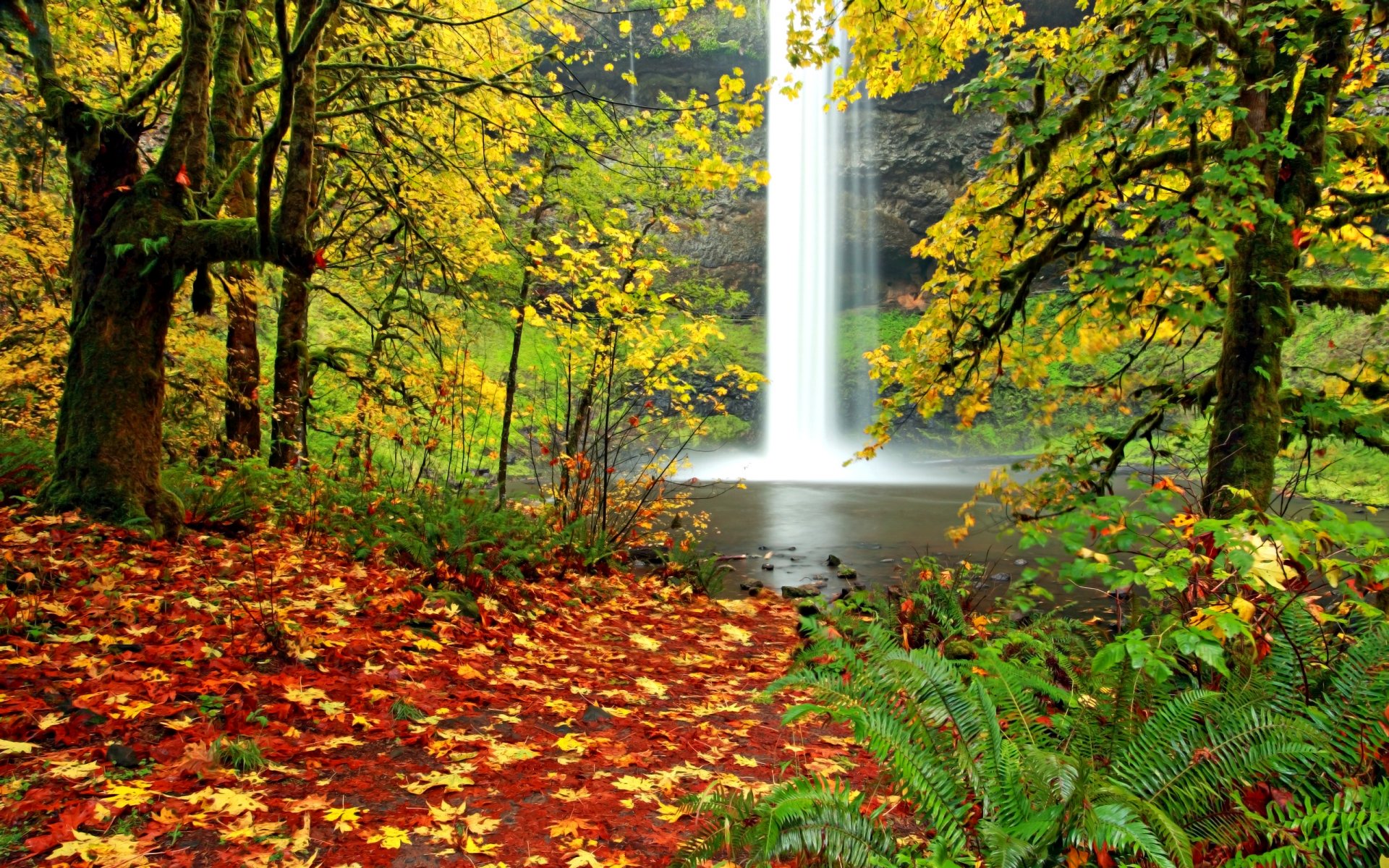 autunno paesaggio cascata felce foresta caduta delle foglie foglie autunnali foglie natura colori autunnali