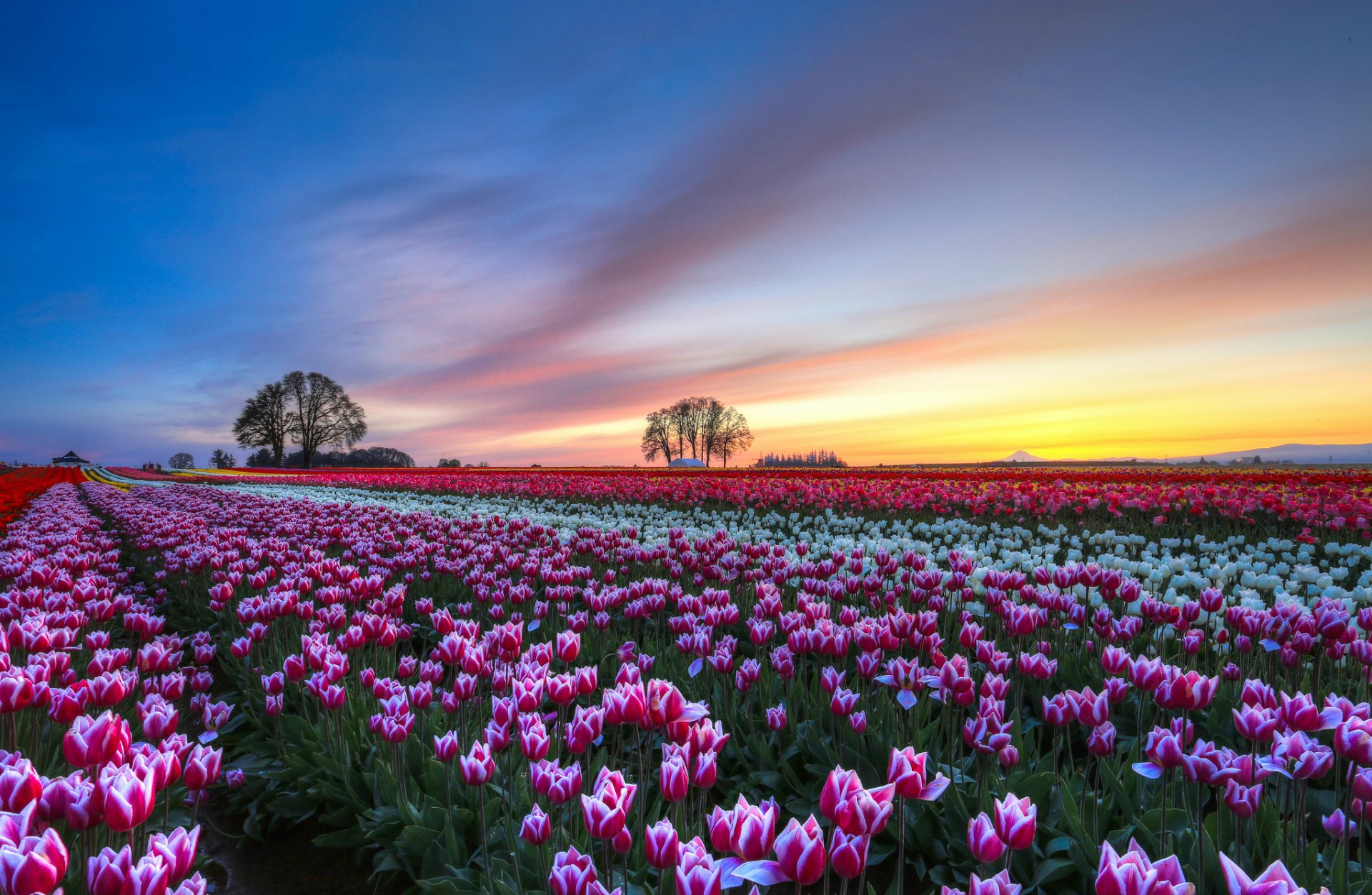 campo tulipani multicolore fiori alberi sera tramonto cielo nuvole