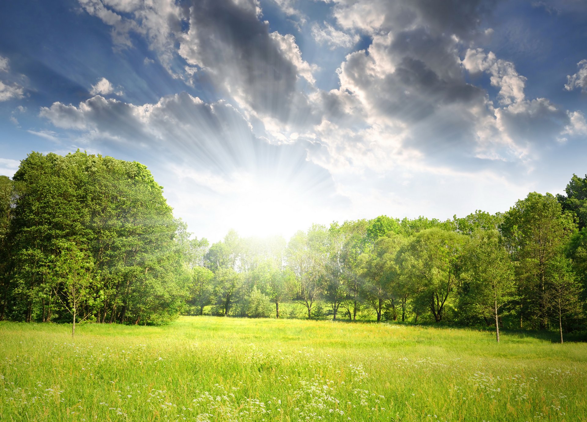 frühling wald bäume lichtung sonne strahlen