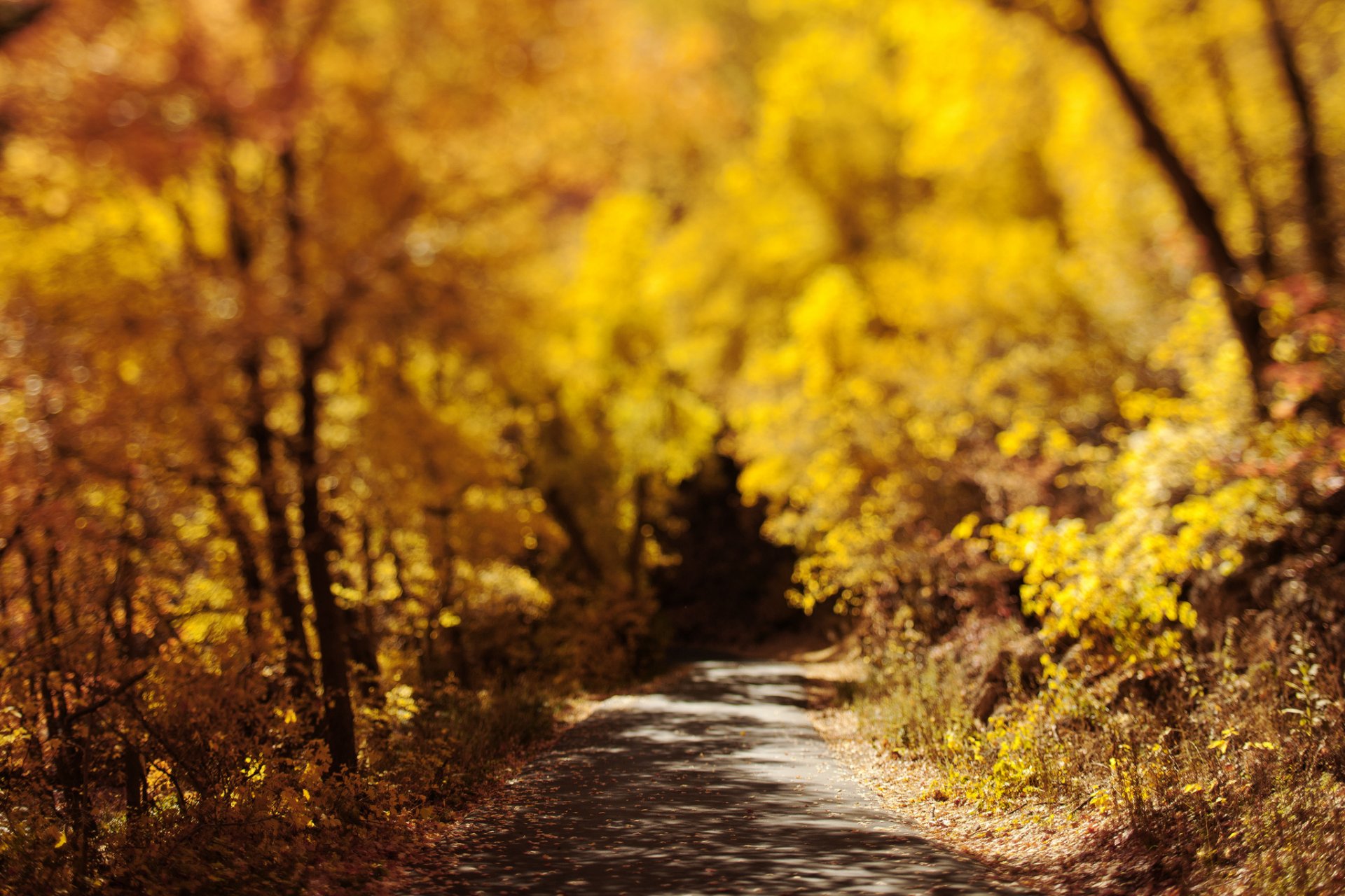 natura jesień droga liście bokeh