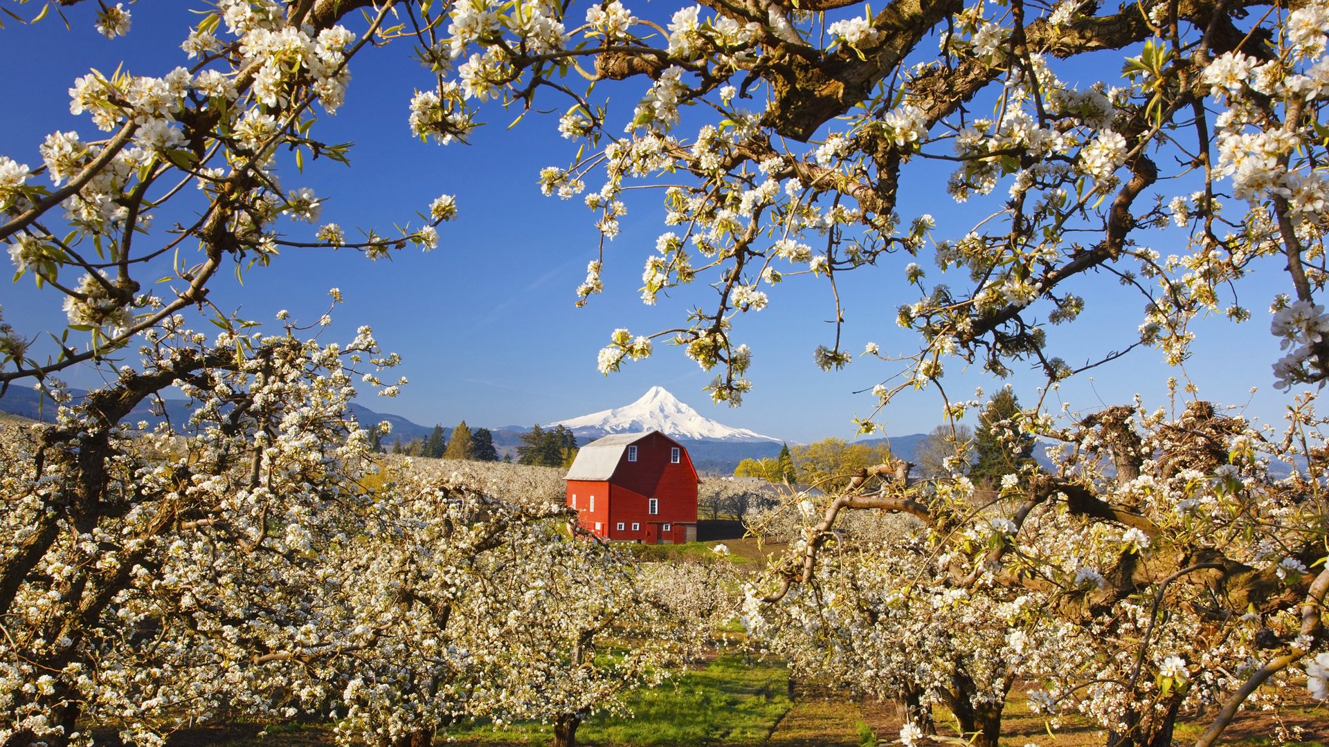 apple house landscape mountain supplies tree spring