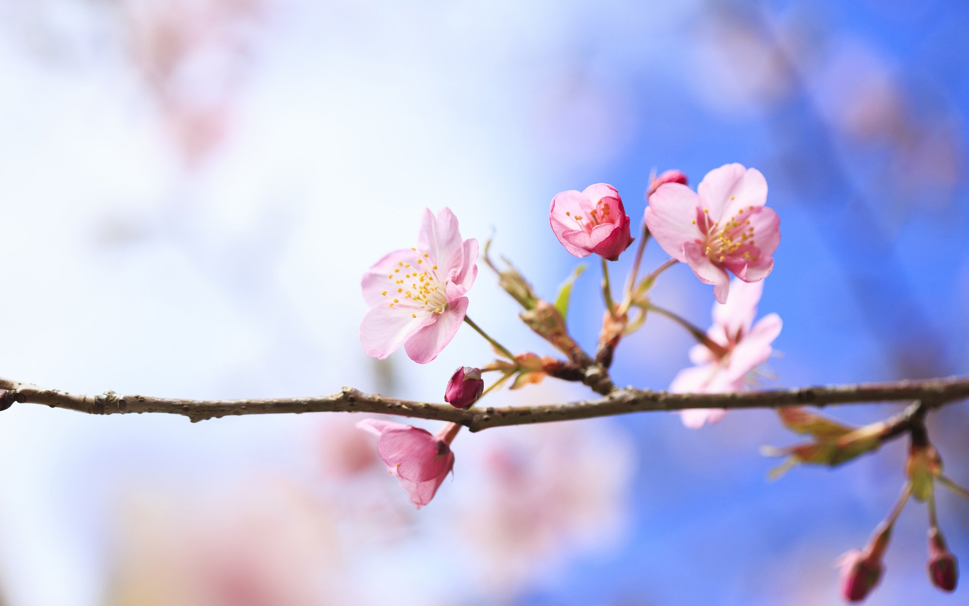 frühling zweig baum kirsche blumen blüte