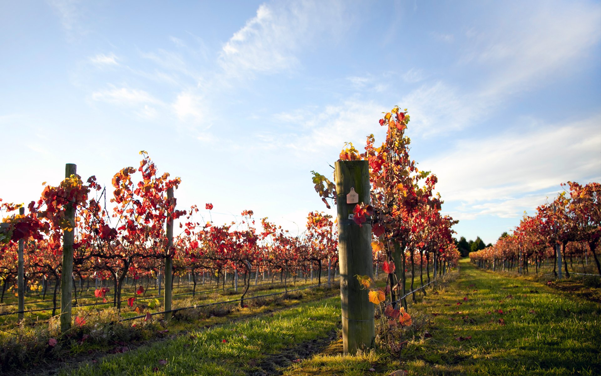 vigne raisin soirée ciel vigne feuilles