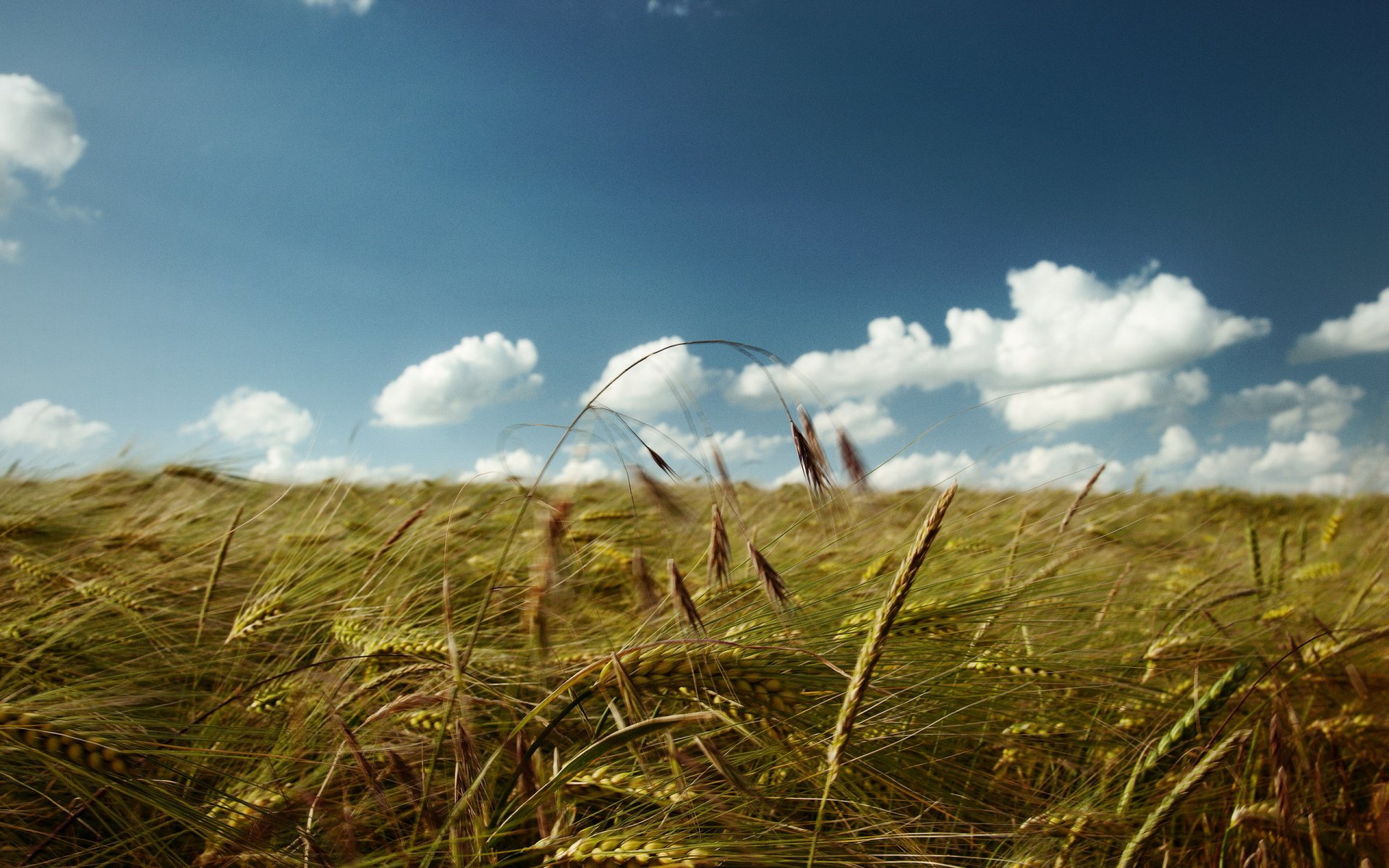 campo spighe cielo nuvole