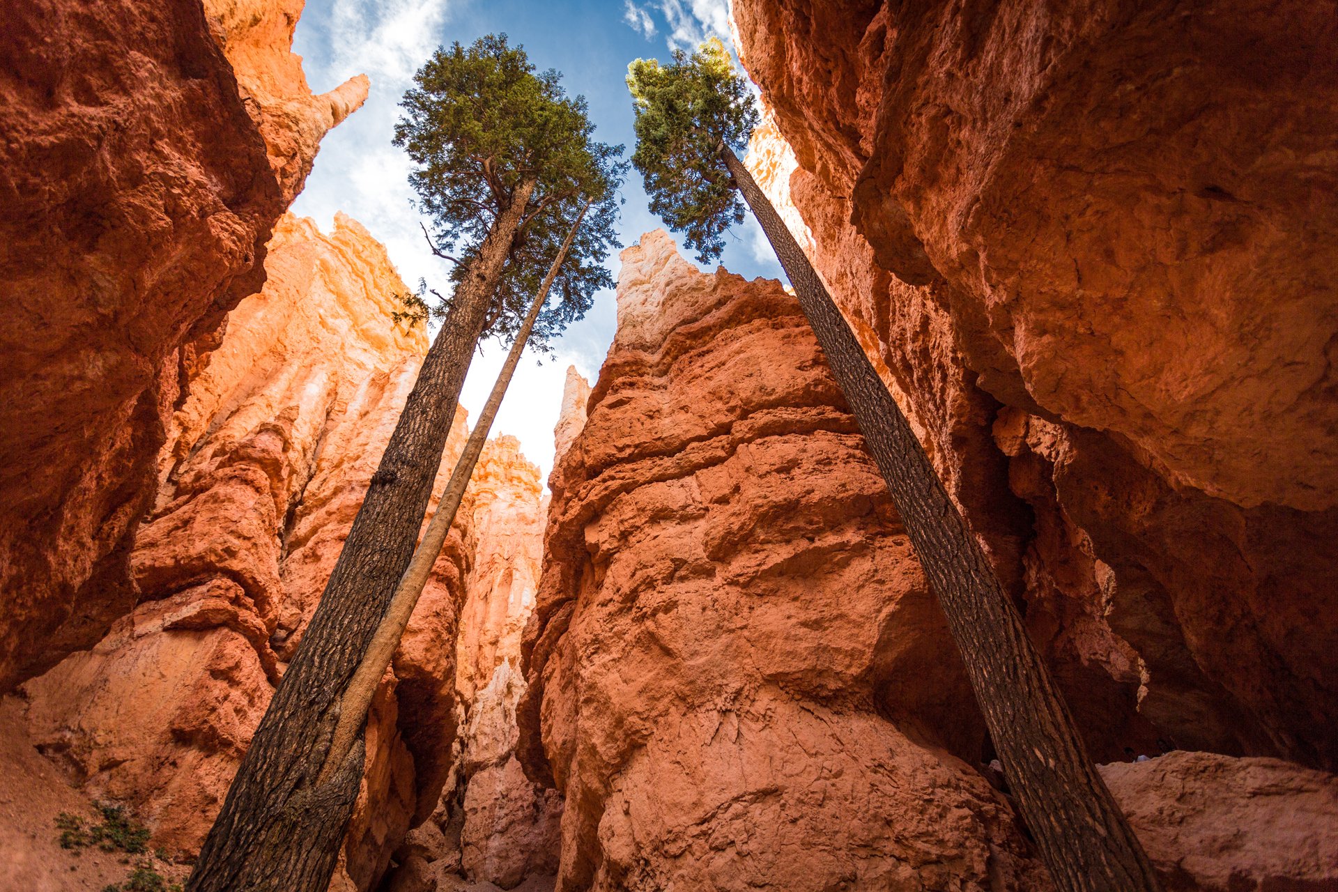 natura usa utah kanion park narodowy bryce canyon wysokie drzewa niebo klify andrew smith rhotography