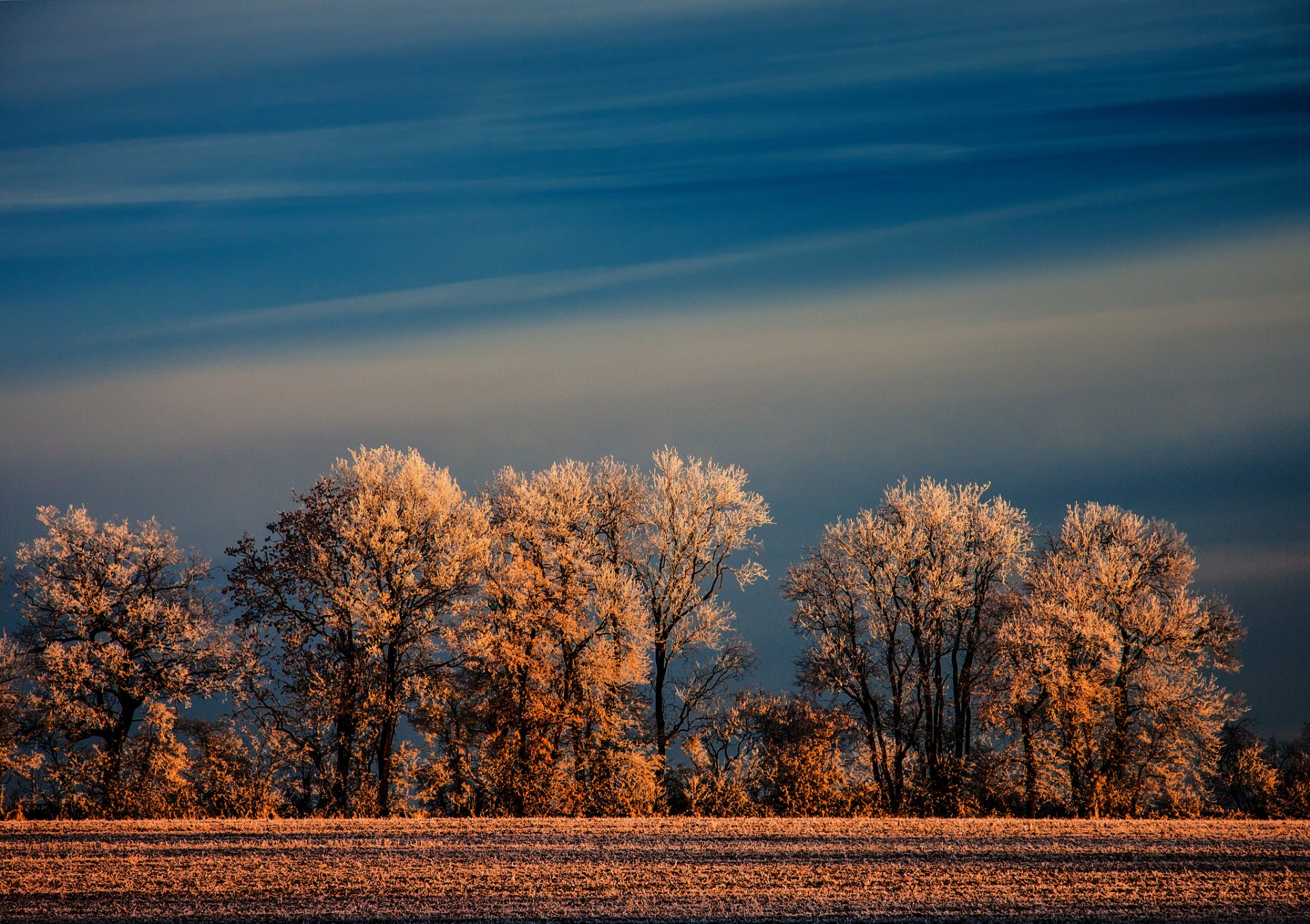 nature hiver champ arbres givre ciel