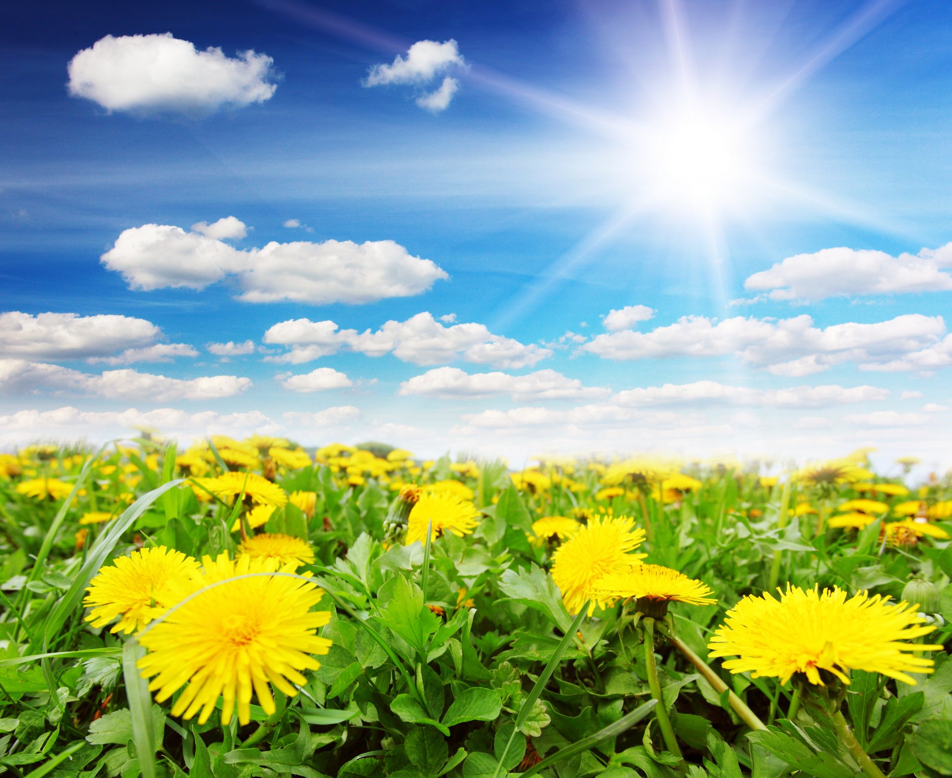 primavera denti di leone cielo sole