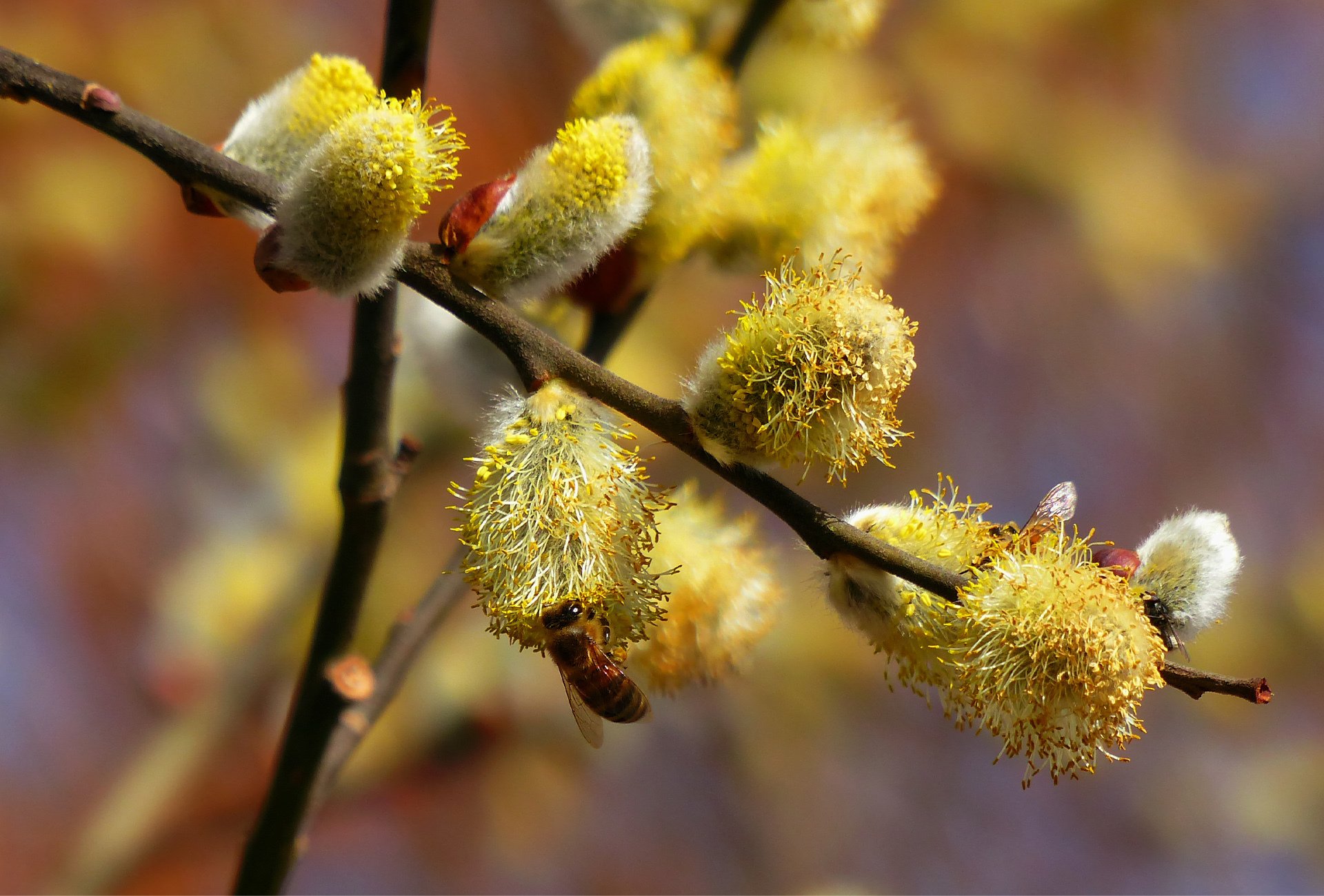 ramo salice salice ape nettare primavera