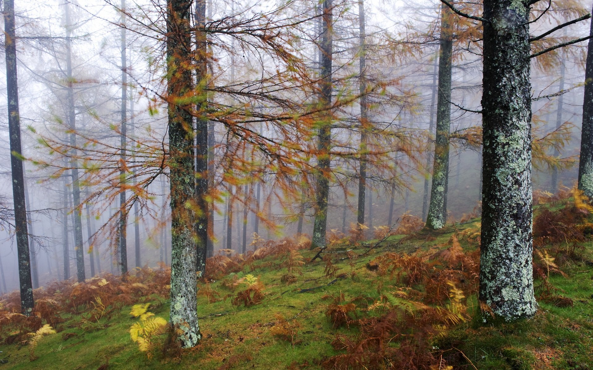 forest fog tree nature landscape