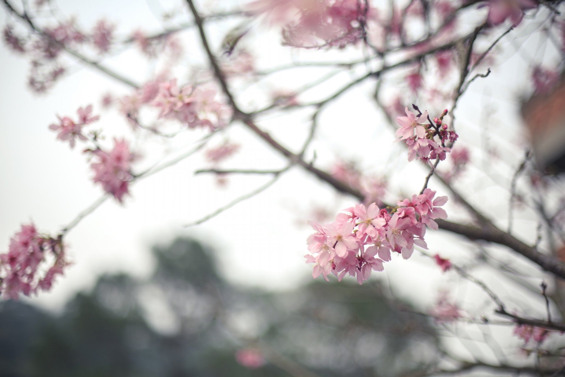 frühling baum blüte blumen sakura zweig