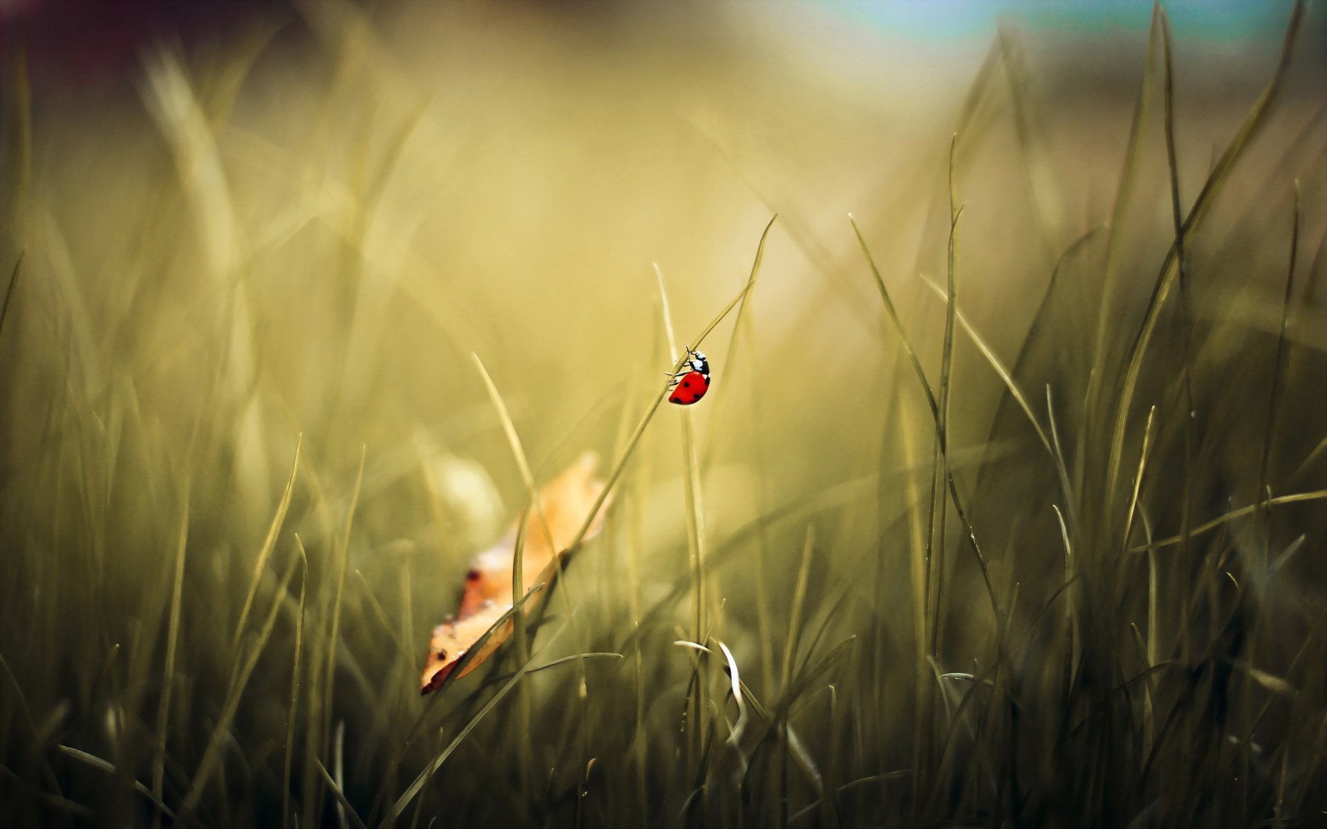 ladybug background nature