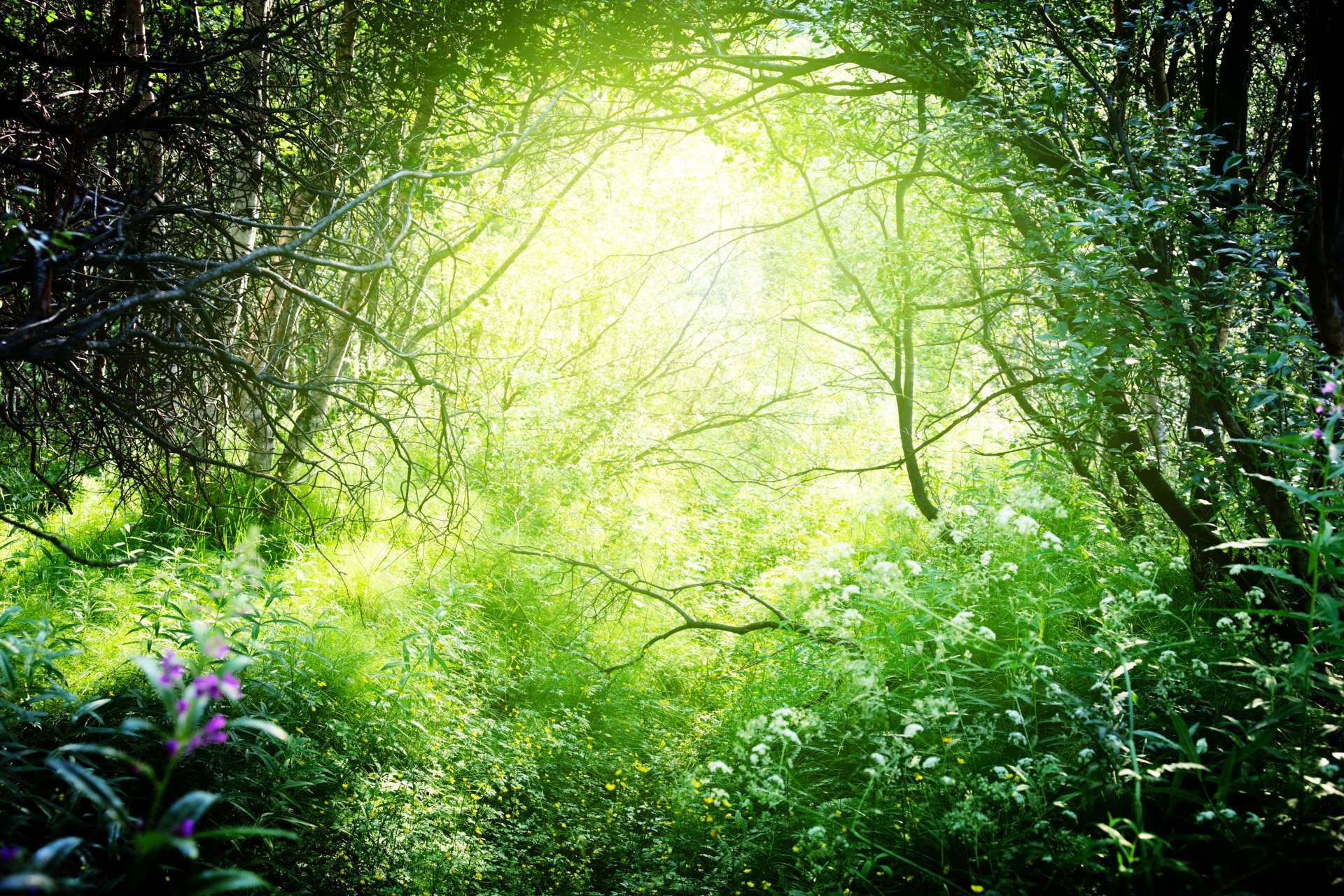 nature forest tree branches grass bush green sun