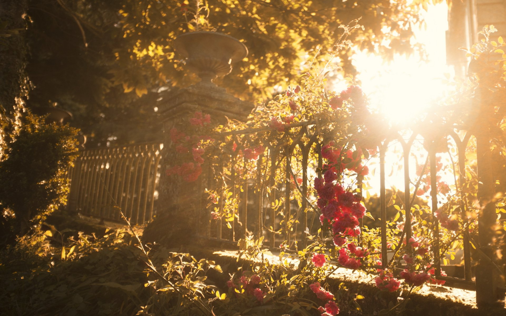 fence flower light nature summer