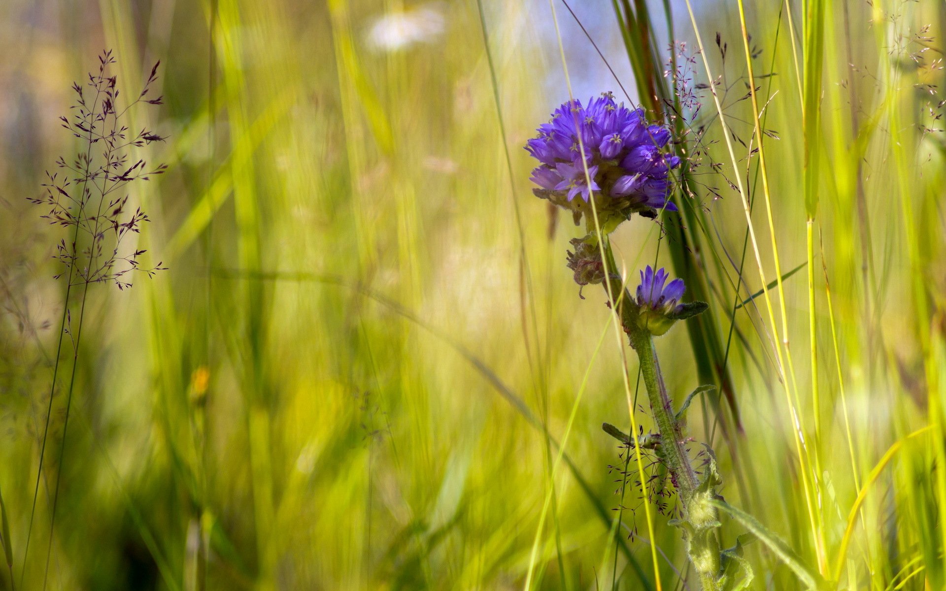 trawa kwiaty lato natura makro