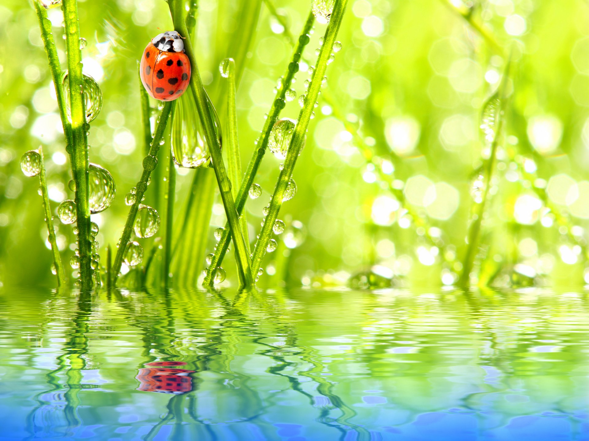 coccinella insetto acqua riflessione cielo rugiada gocce erba