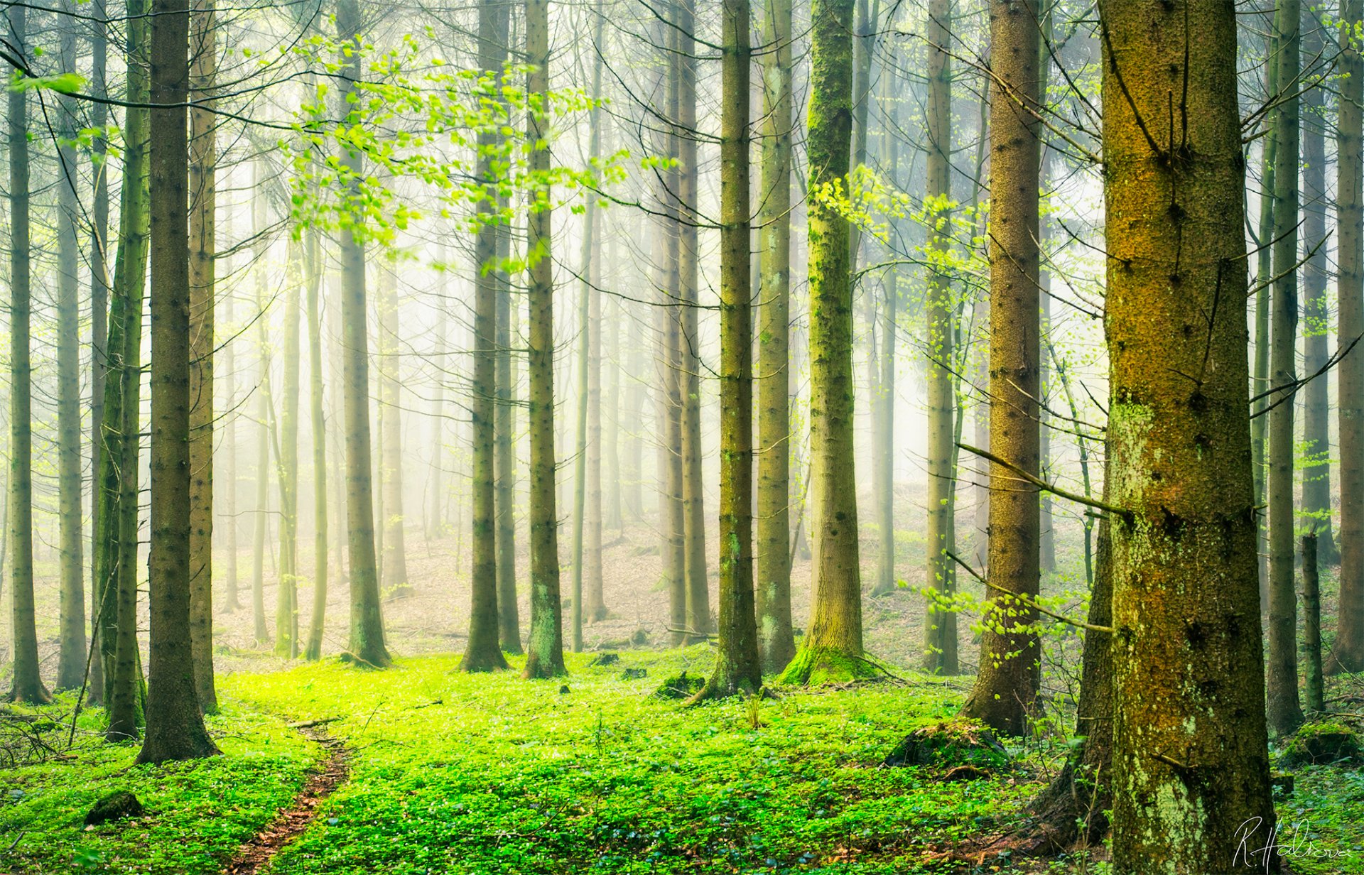 svizzera natura foresta primavera