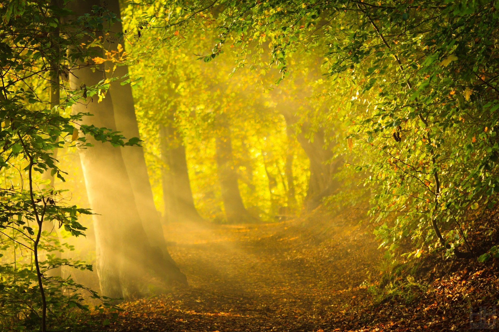 naturaleza árbol árboles hojas hojas hojas verde sol brillante fondo papel pintado pantalla ancha pantalla completa pantalla ancha pantalla ancha