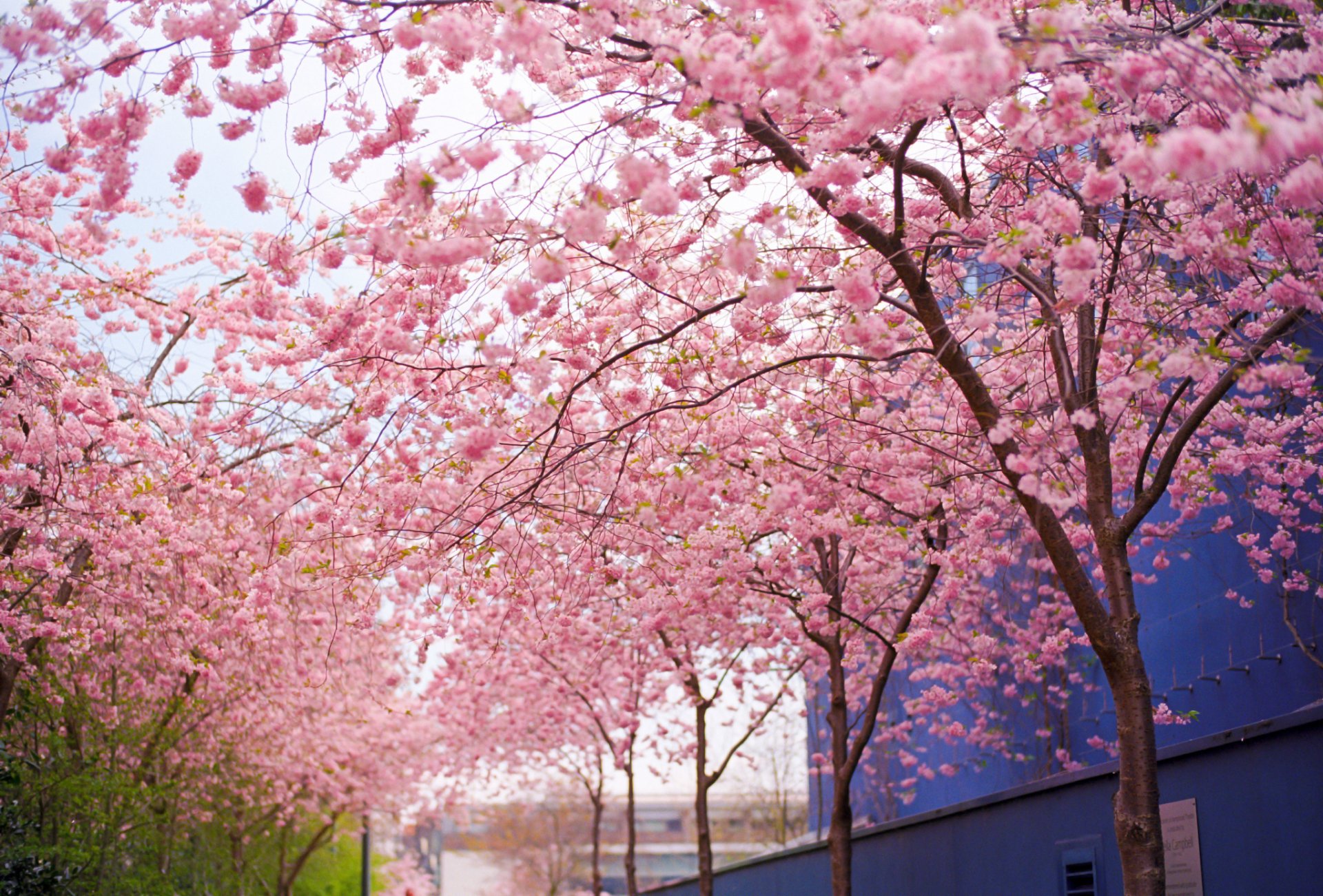 baum sakura rosa blumen blüte zweige frühling