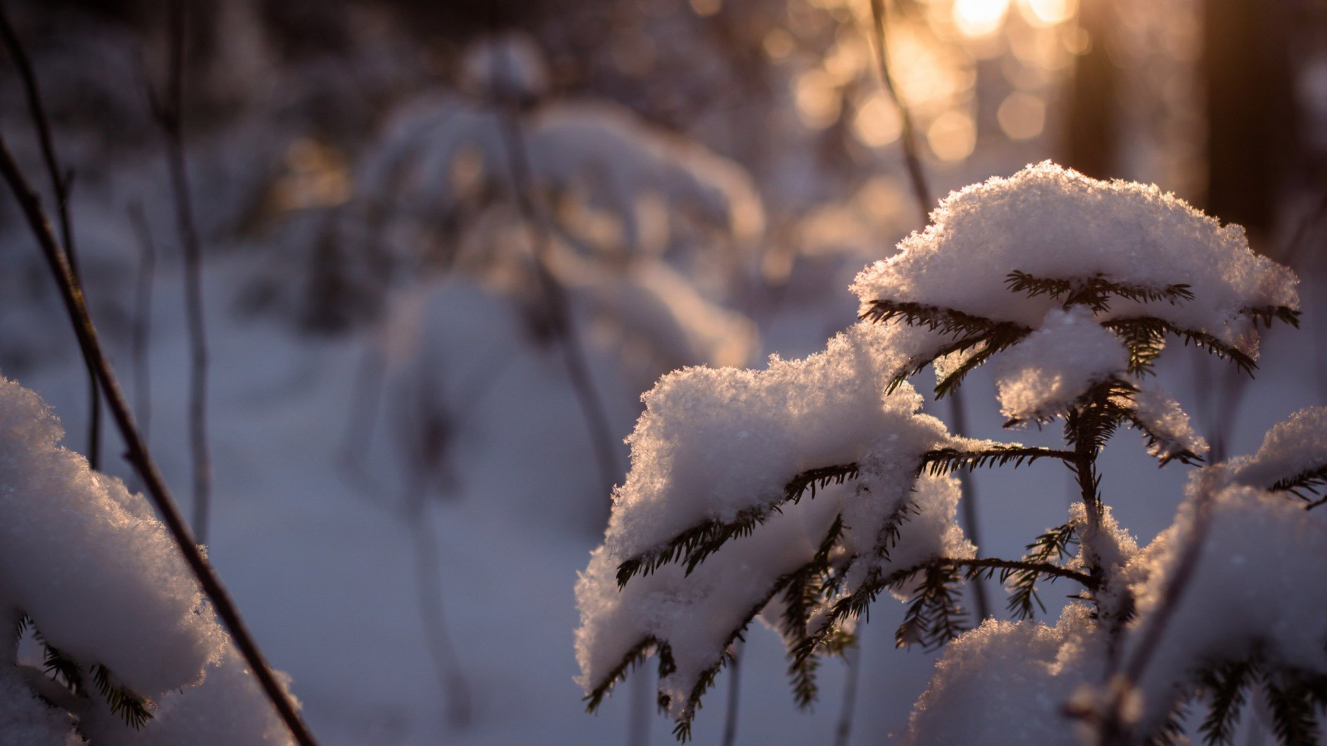 neve albero abete rosso inverno foresta