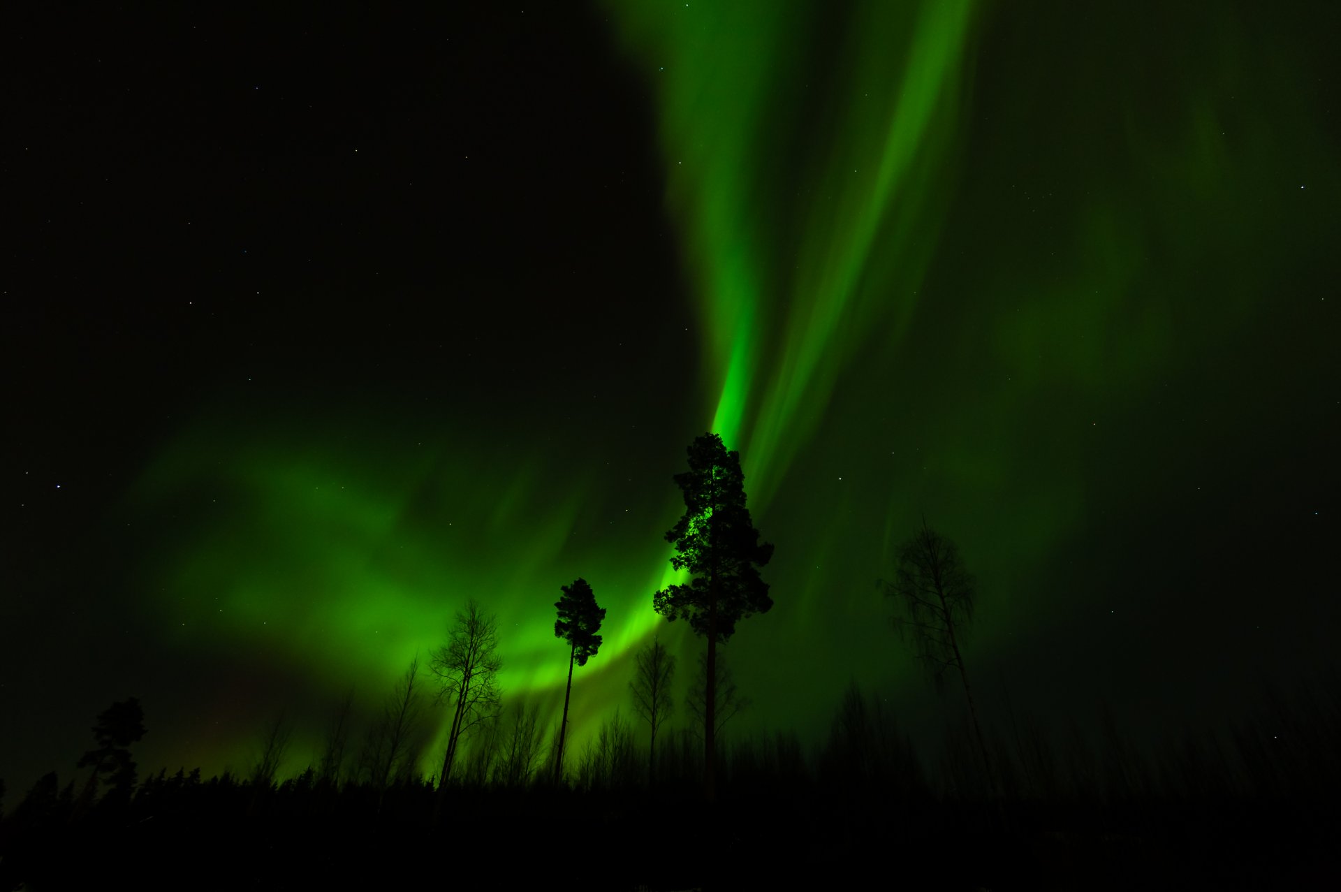 nuit forêt arbres aurores boréales