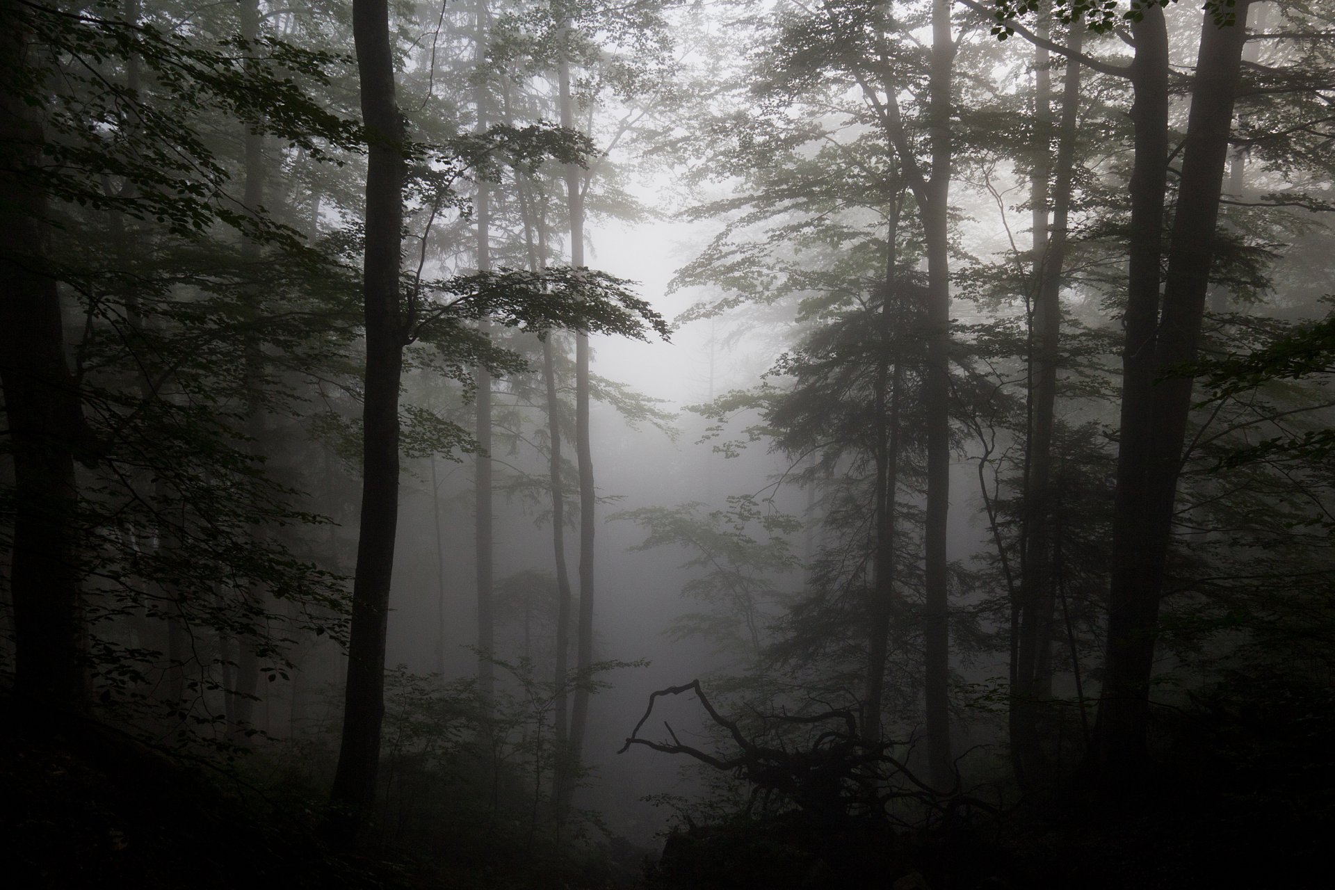 foresta nebbia legni sagome alberi