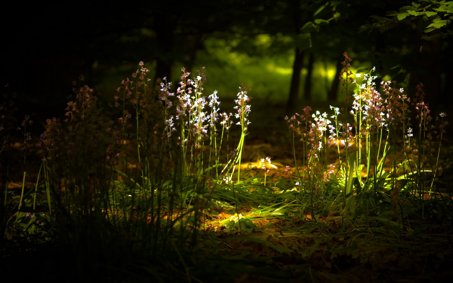 flores luz naturaleza