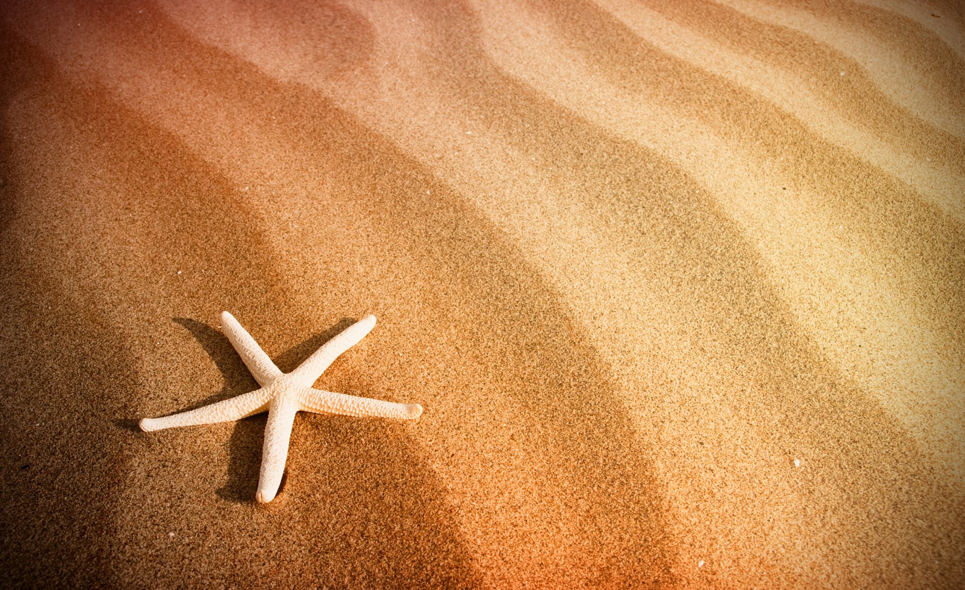 plage sable mer étoile de mer