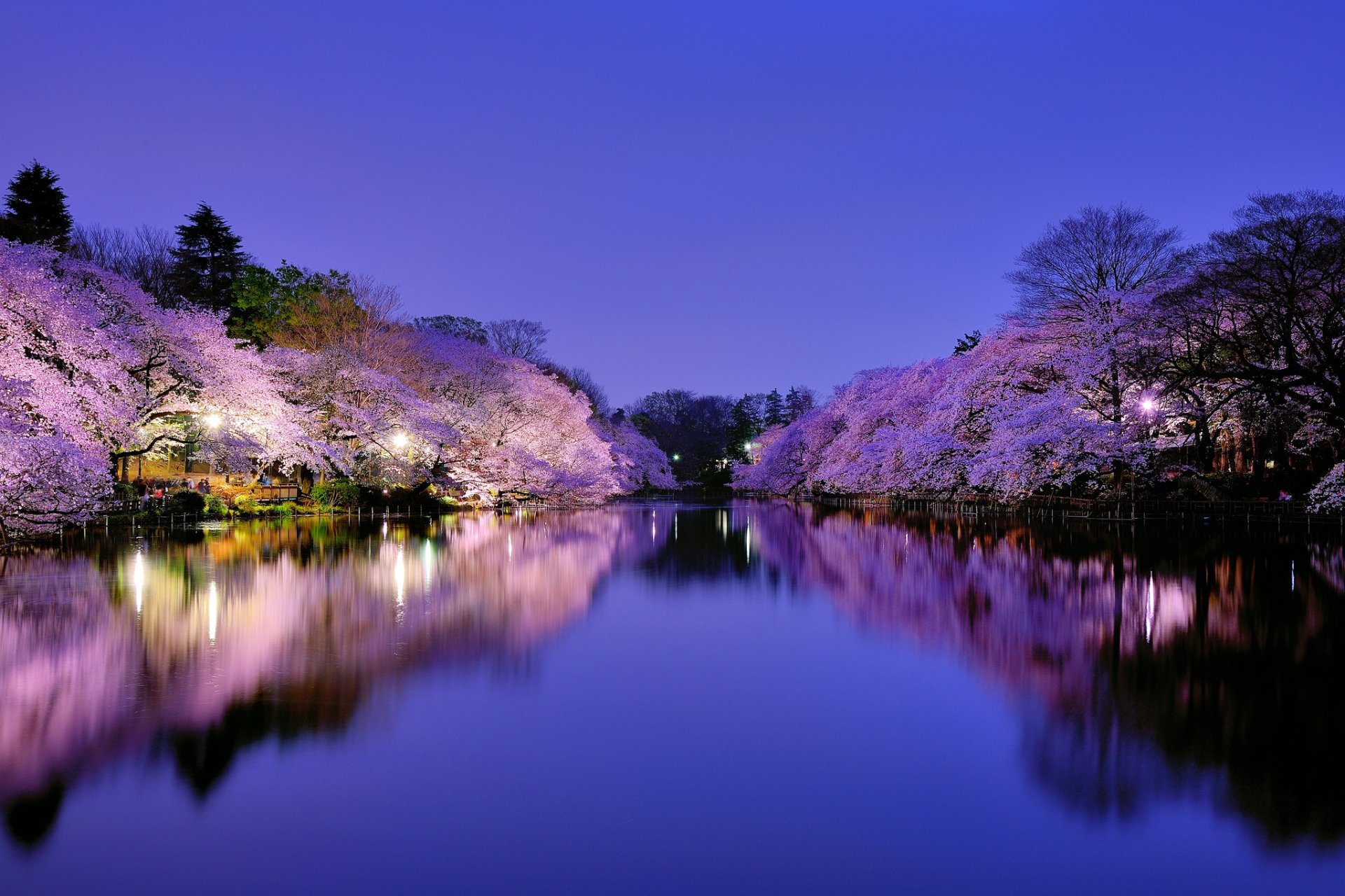 japonia osaka miasto park jezioro oświetlenie latarnie noc niebieskie niebo drzewa wiśnia sakura kwitnienie