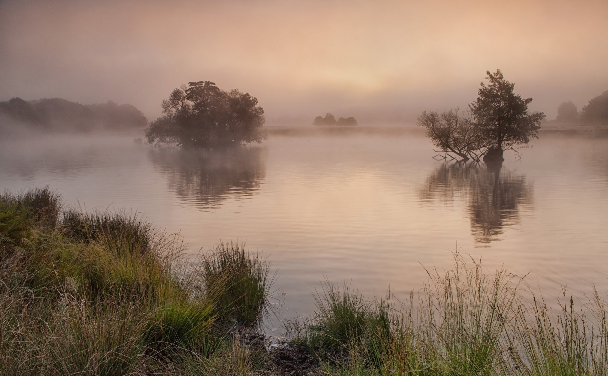 matin brouillard lac arbres côte herbe