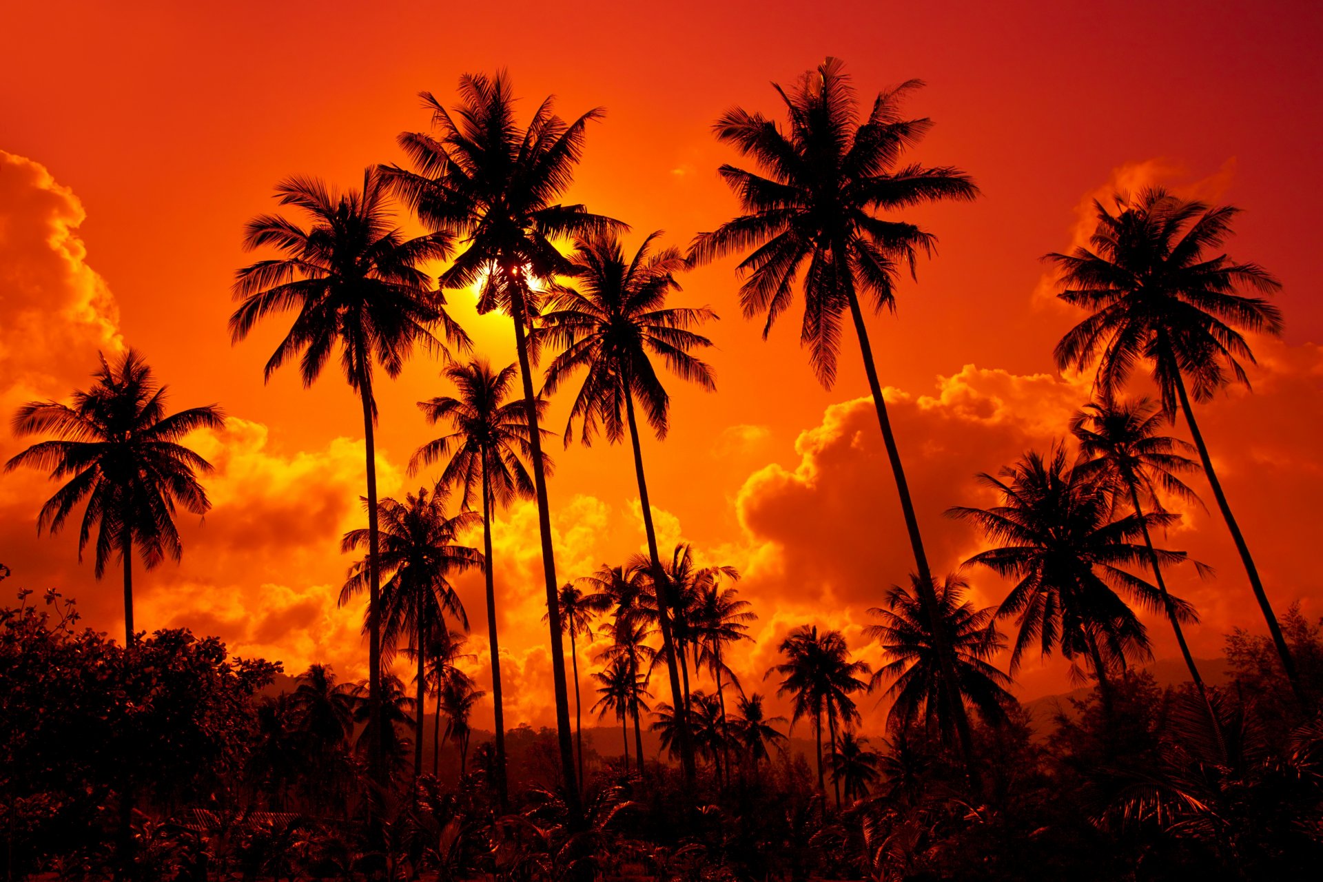 coconut palms sandy beach sunset. thailand nature landscape sky clouds sunset. thailand beautiful water