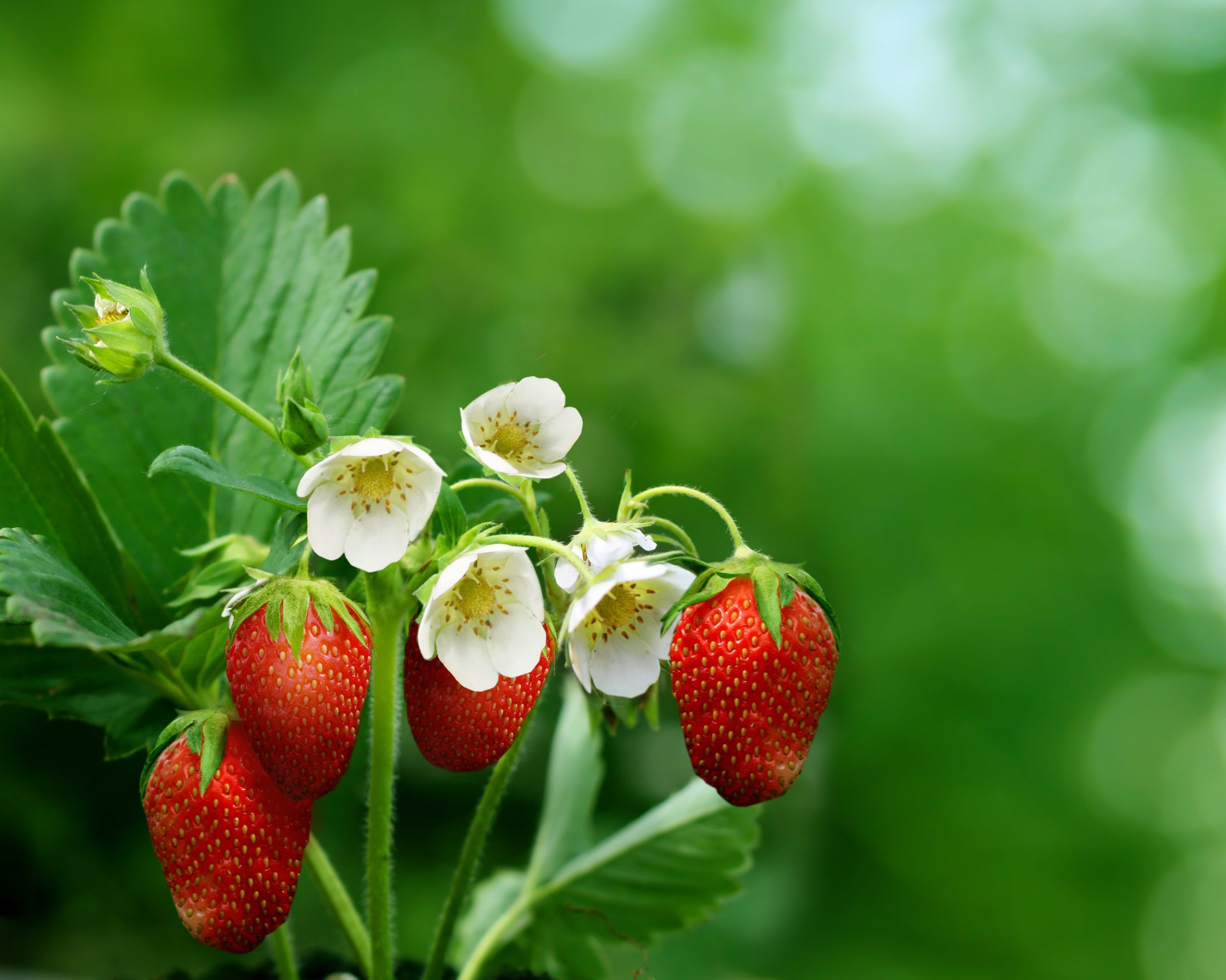 fresas bayas flores hojas