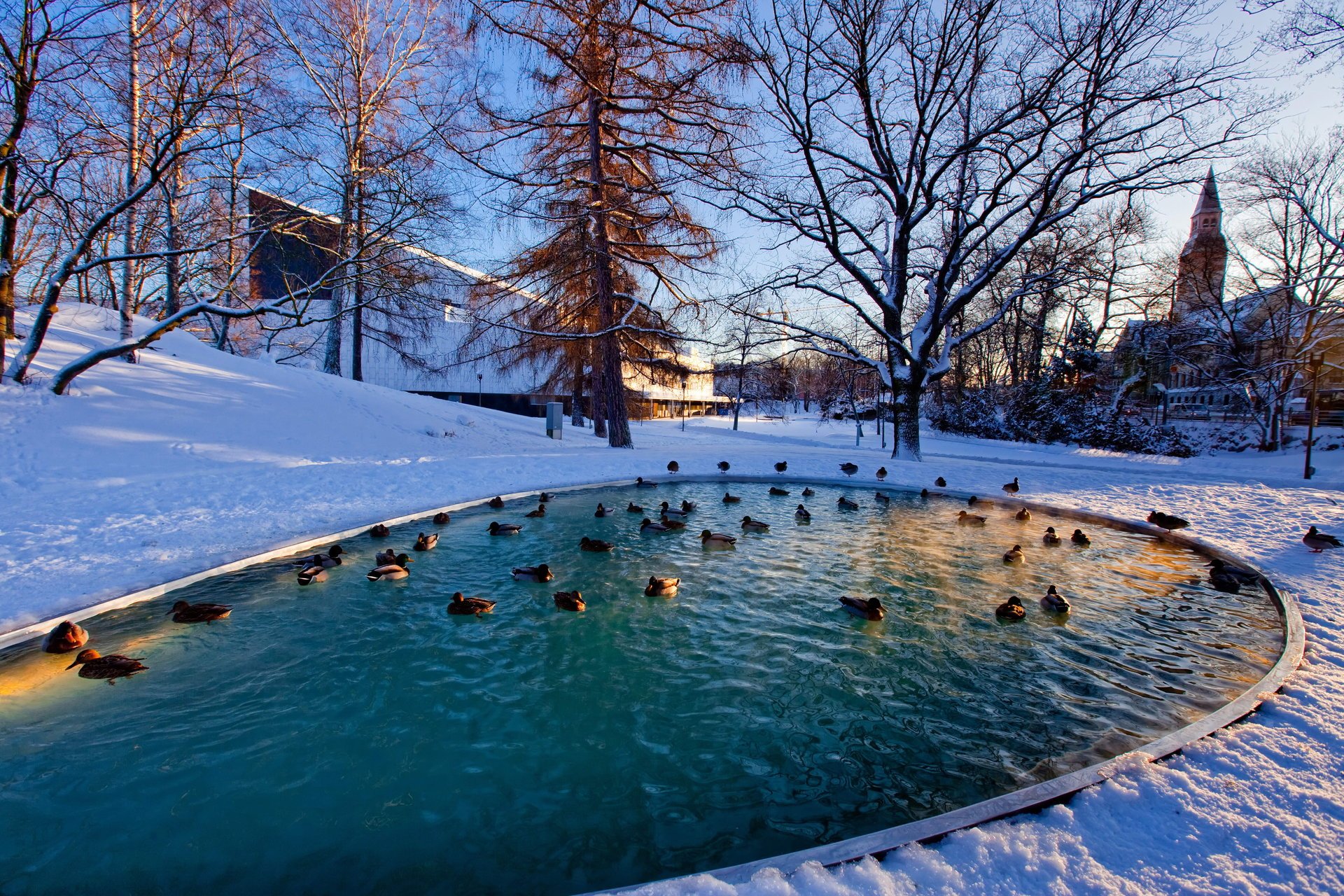 winter forest winter pond duck