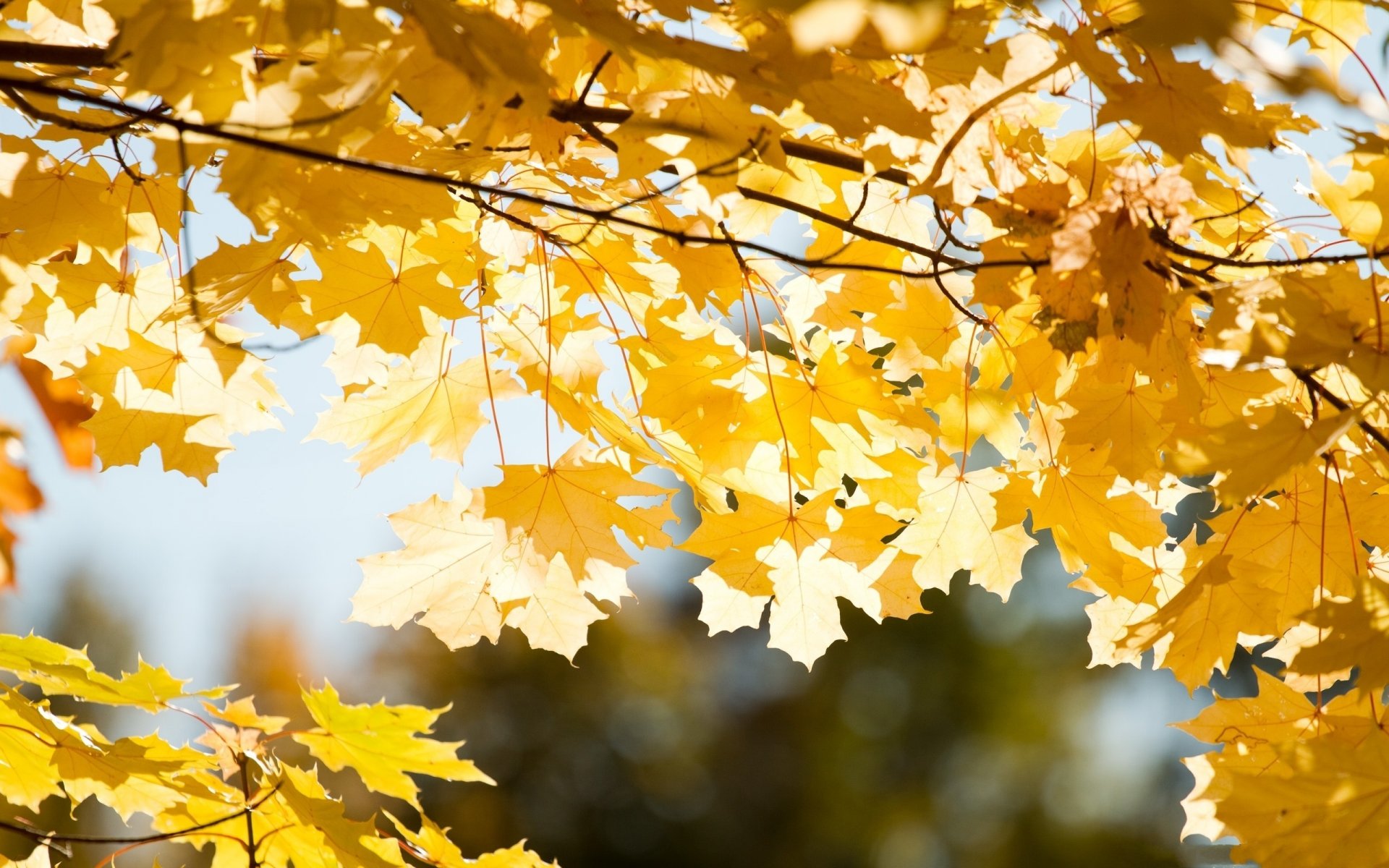 herbst zweige blätter makro sonne strahlen