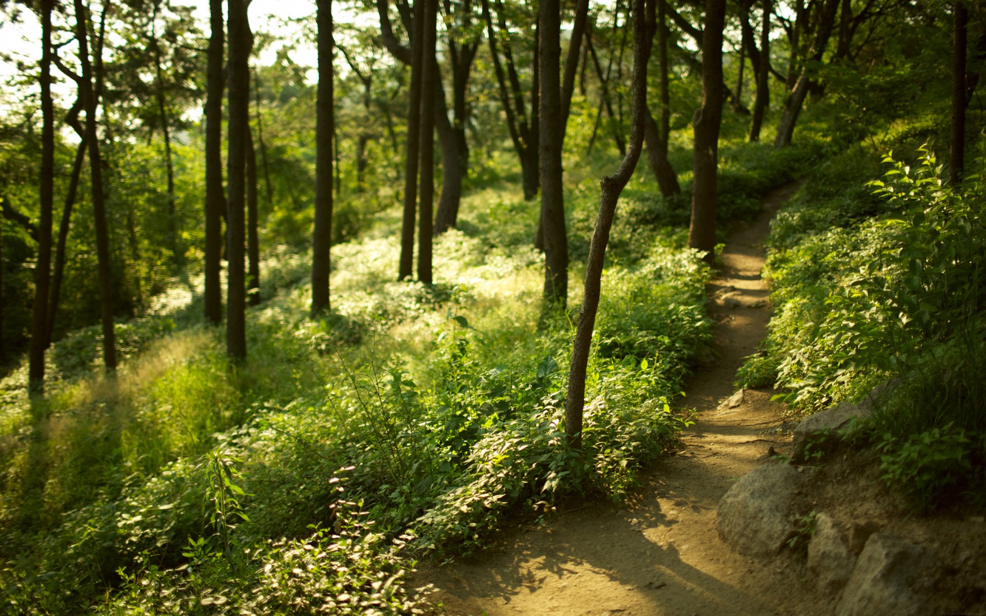 bosque árboles hierba camino desenfoque enfoque