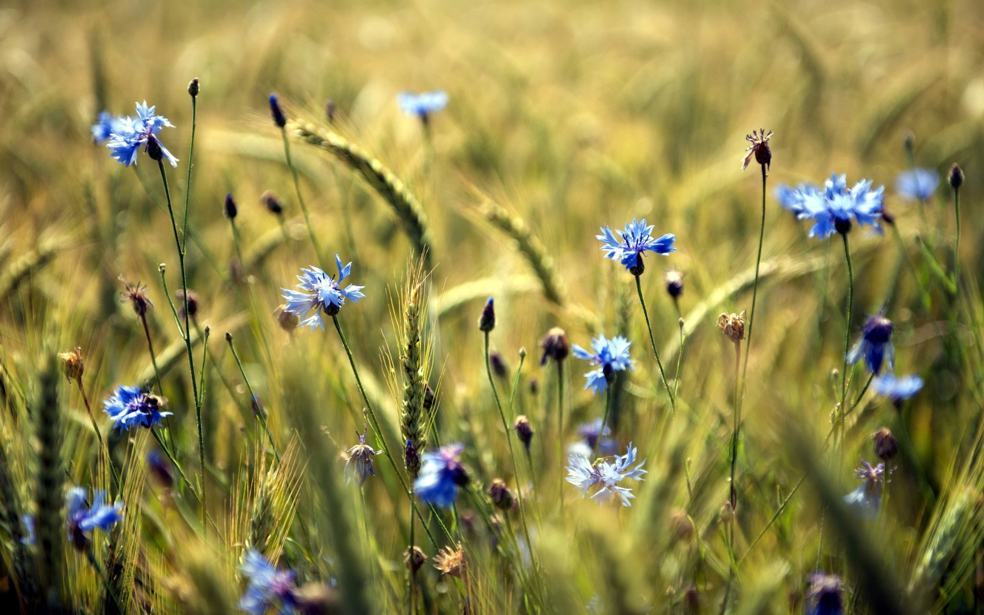 champ fleurs été