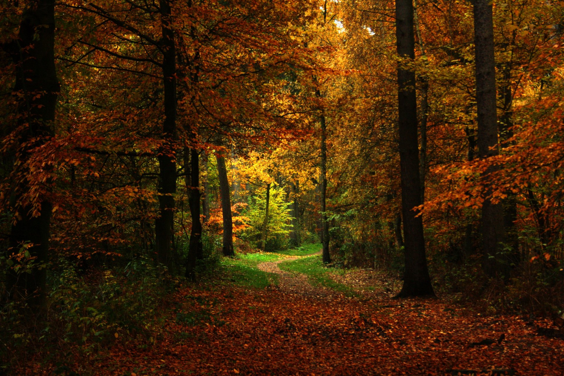 jesień las ścieżka natura