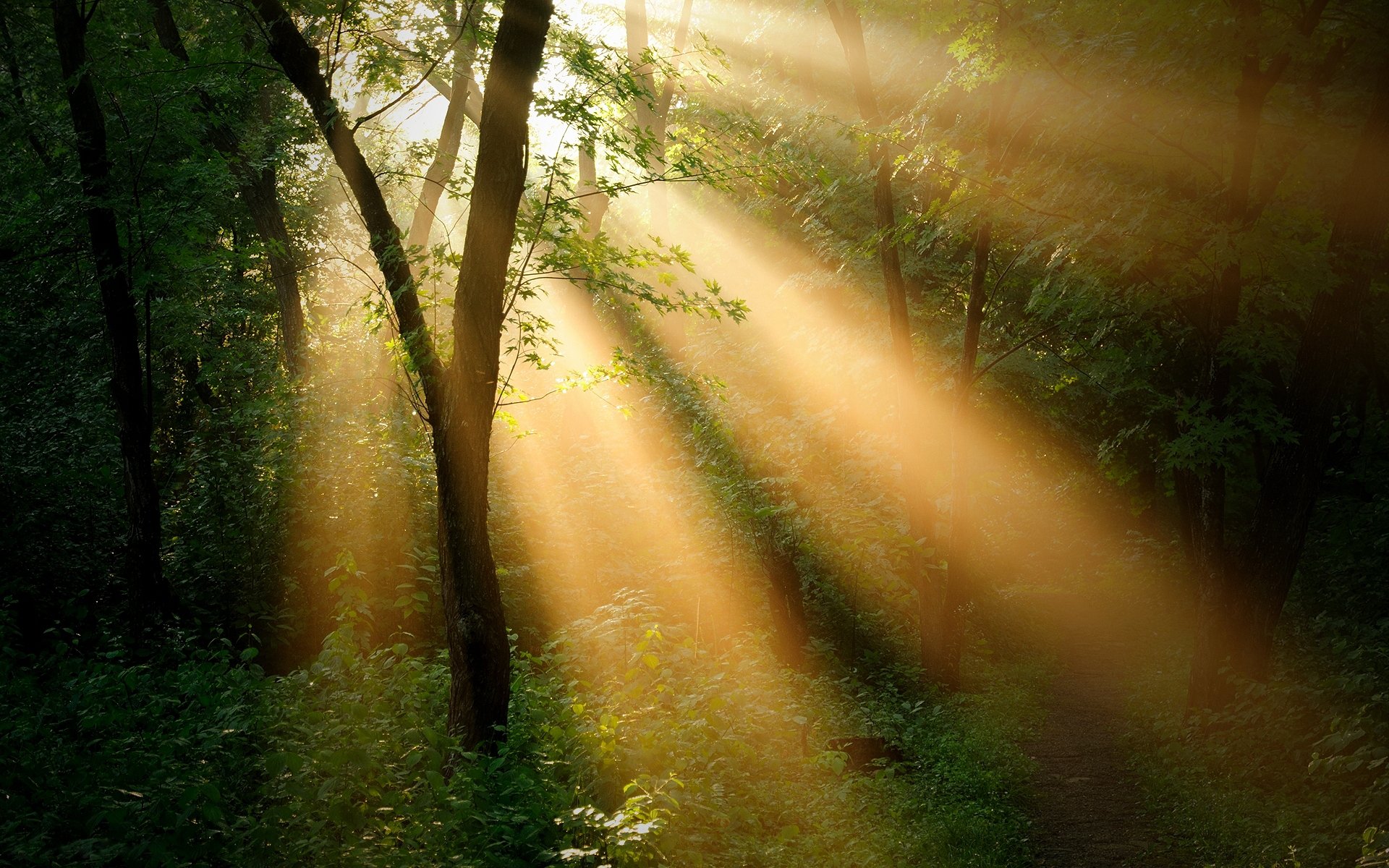 bosque árboles. sol rayo paisaje