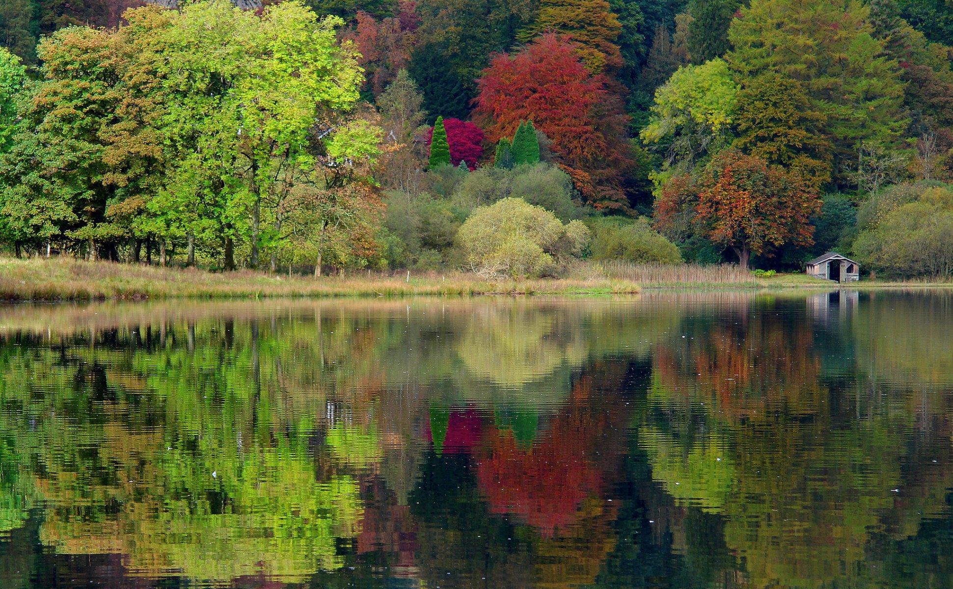 united kingdom england grasmere nature autumn lake tree forest caeciliametella photography