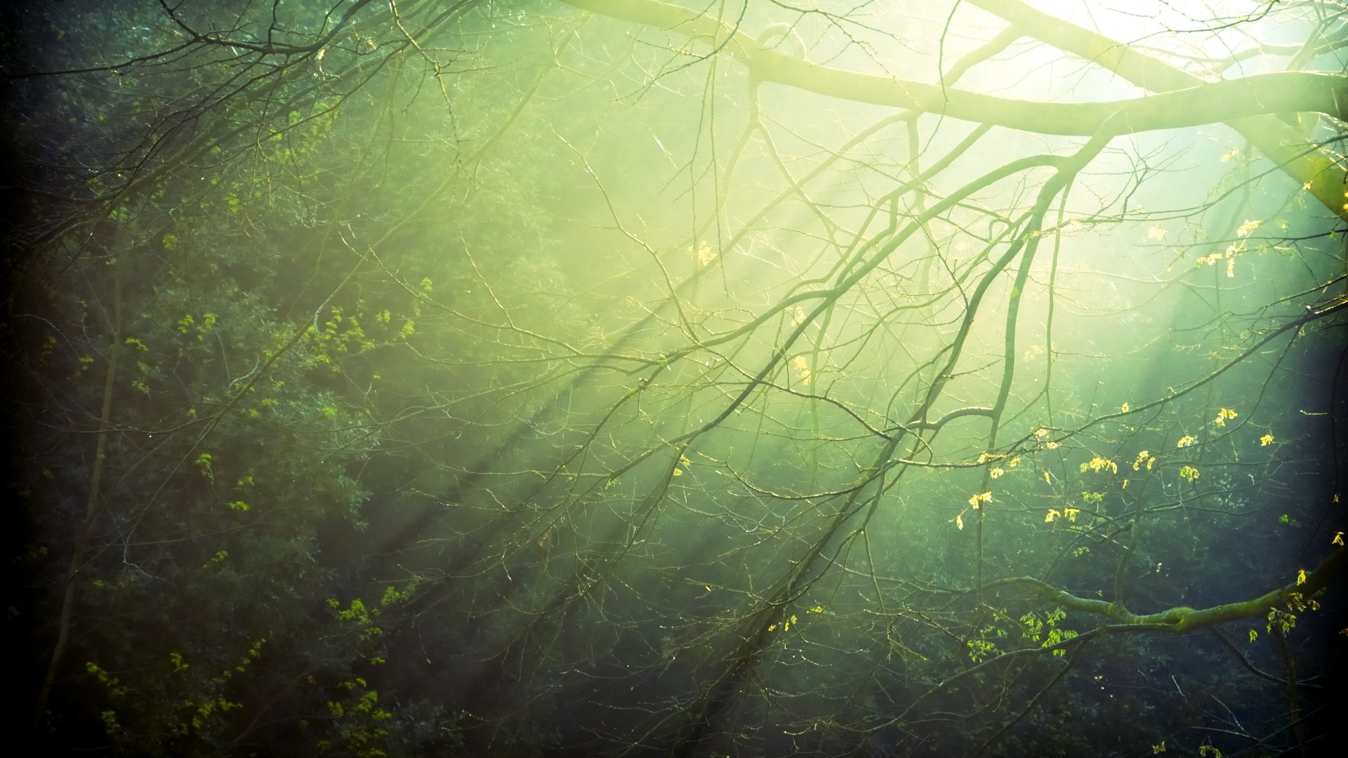 tree trees leaves ray rays of light light branches branches greenery after rain drop