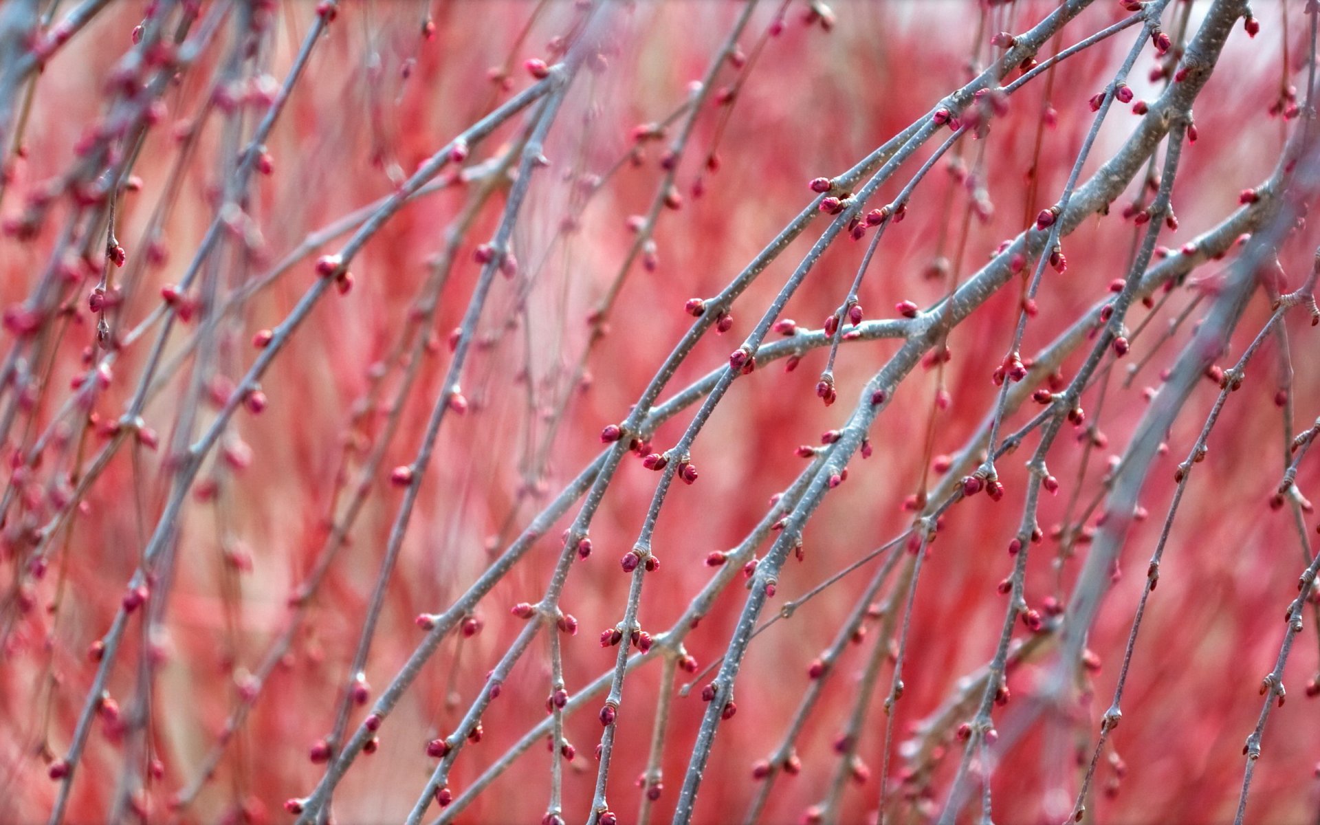 primavera rami sfondo natura