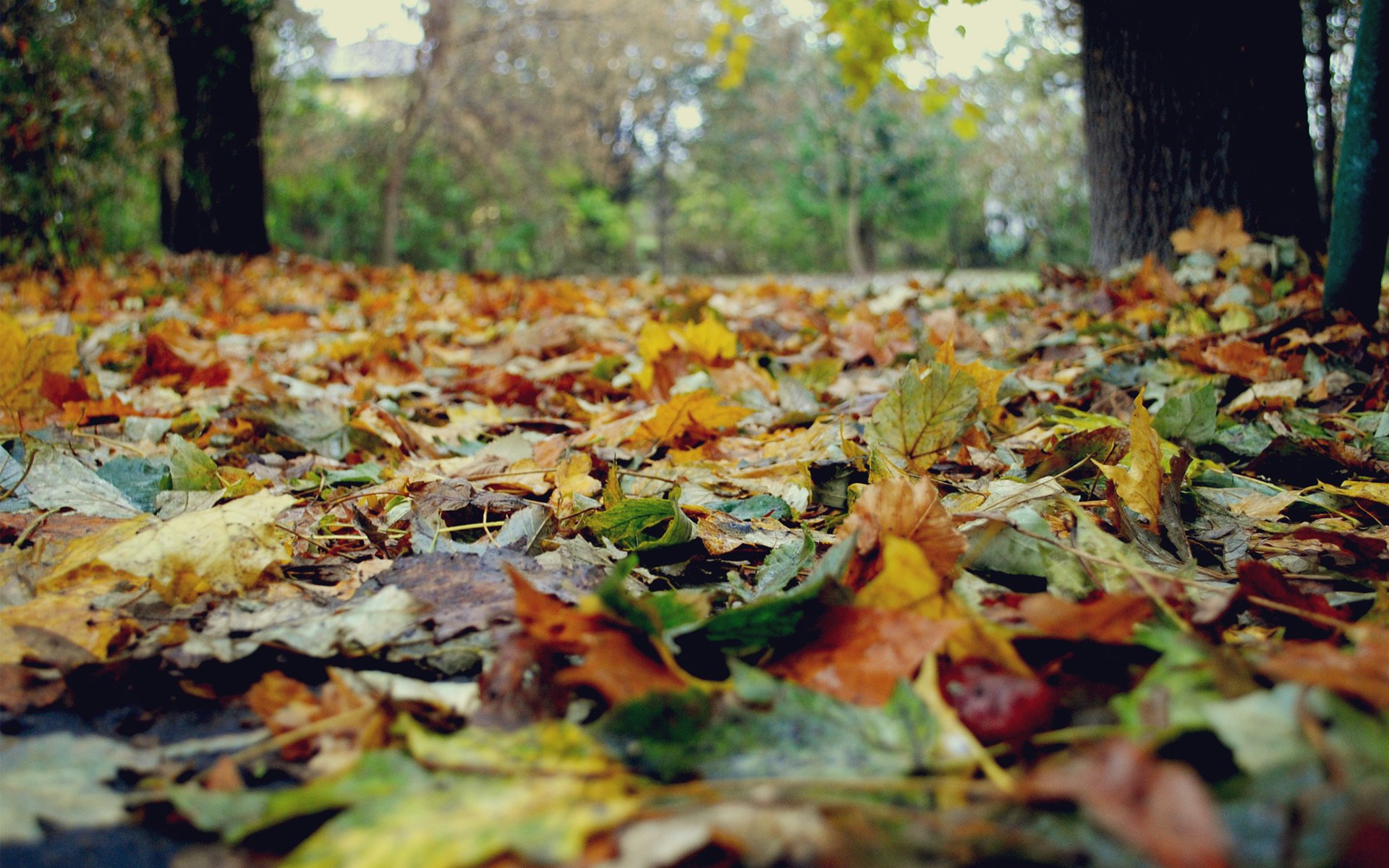 natur herbst blätter gelb bäume