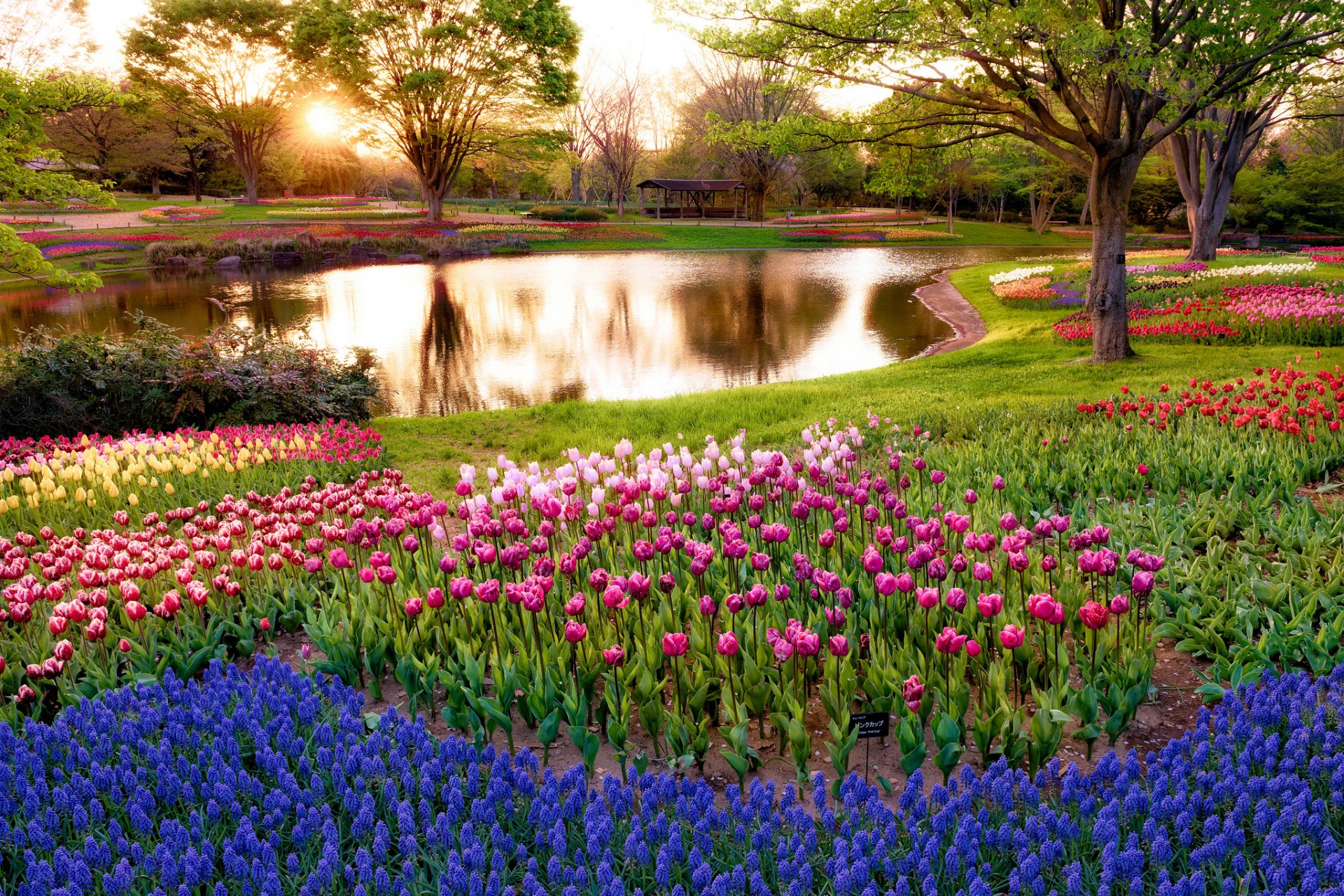 japan tokio morgen sonne strahlen sonnenaufgang park teich bäume blumen muscari blau tulpen bunt