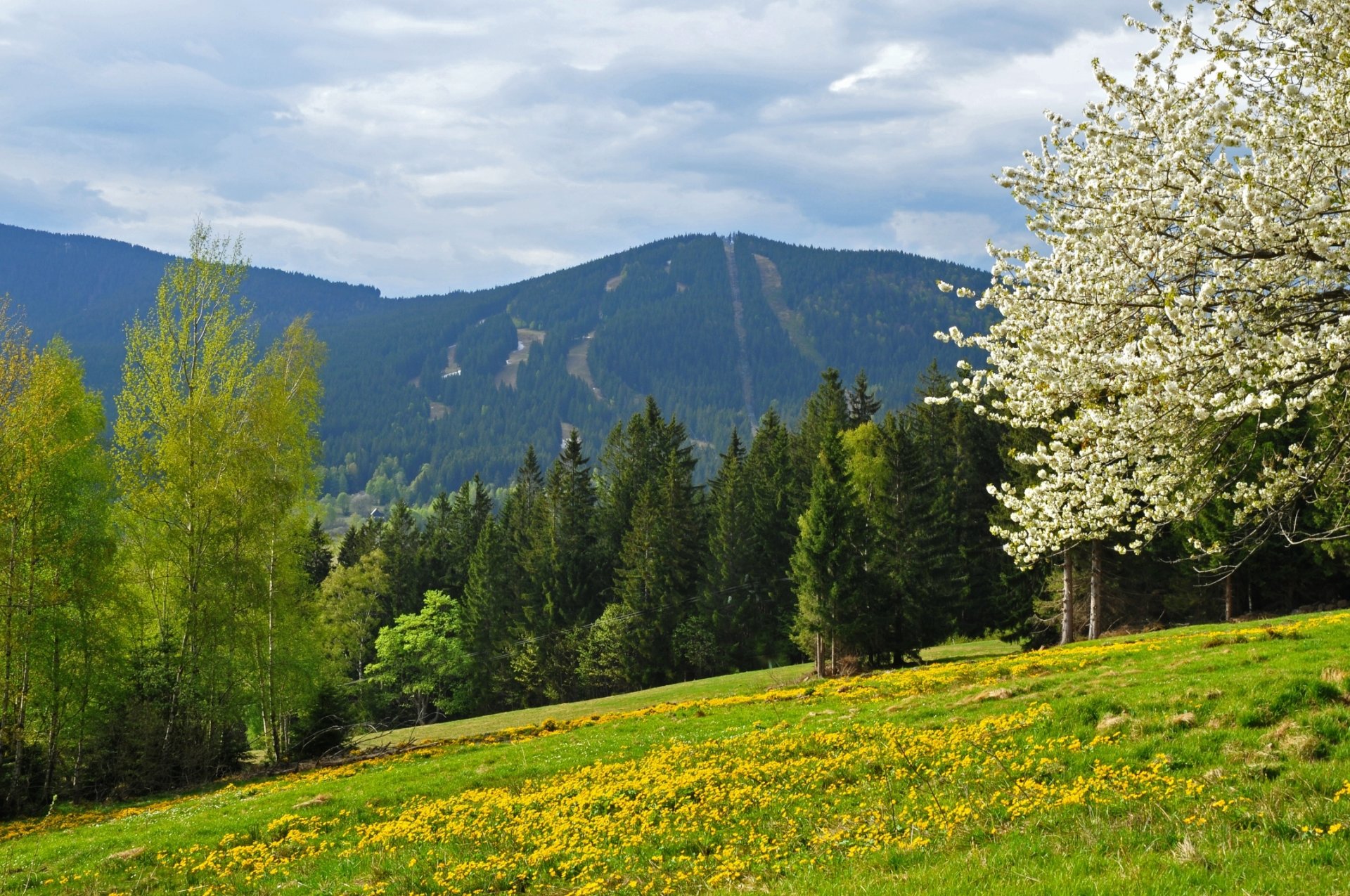 весна горы лес поле чехия шумава гора шпичак narodni park šumava vrch spicak železná ruda