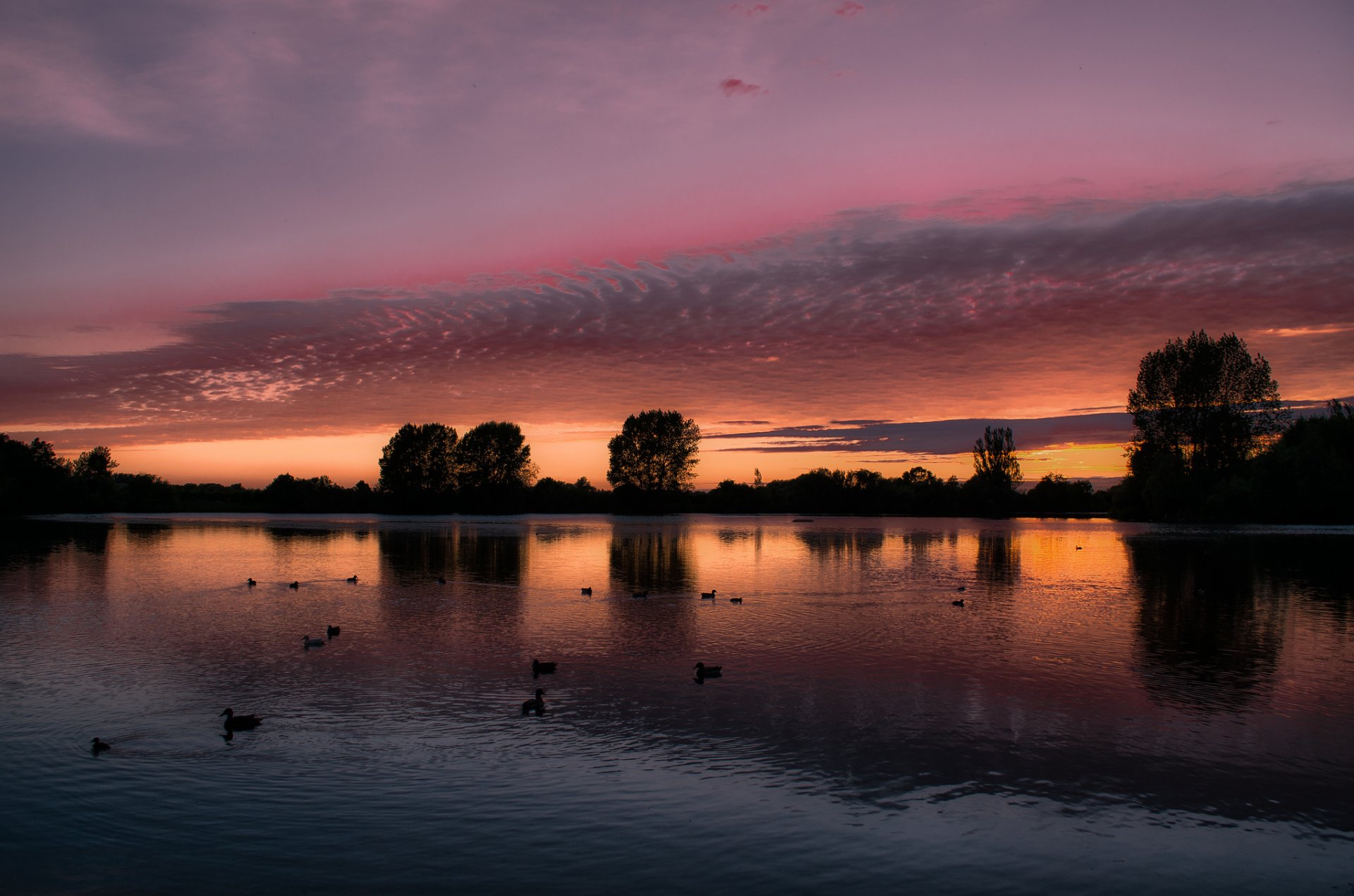 regno unito inghilterra lago alberi anatre uccelli sera tramonto arancione cremisi cielo nuvole riflessione paesaggio