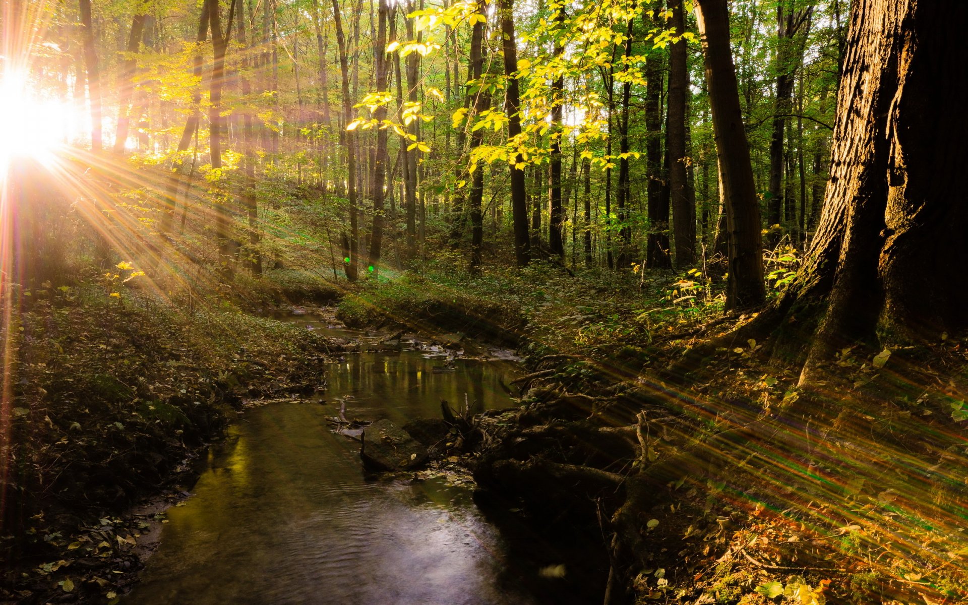 las drzewa światło natura