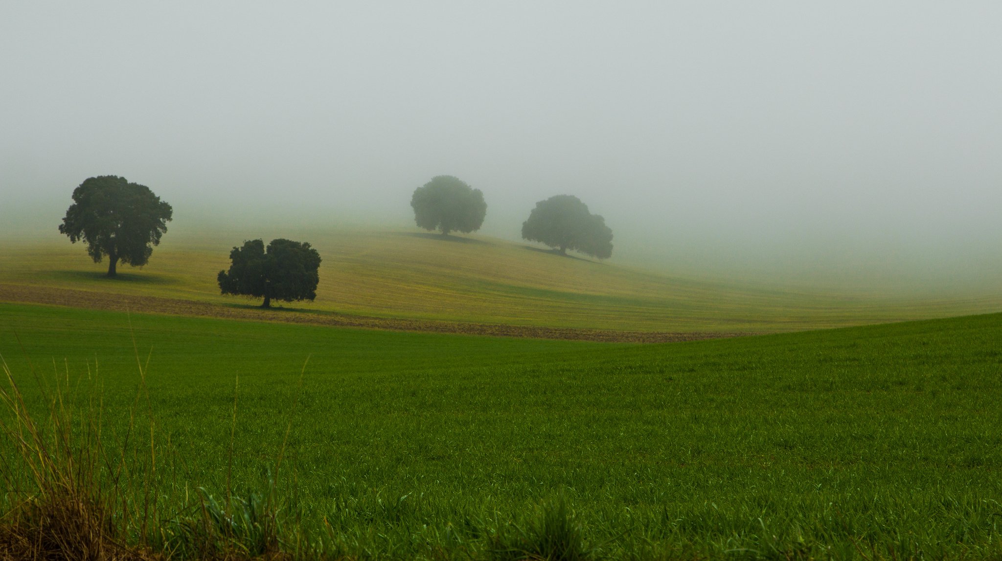 nebel gras bäume natur krone