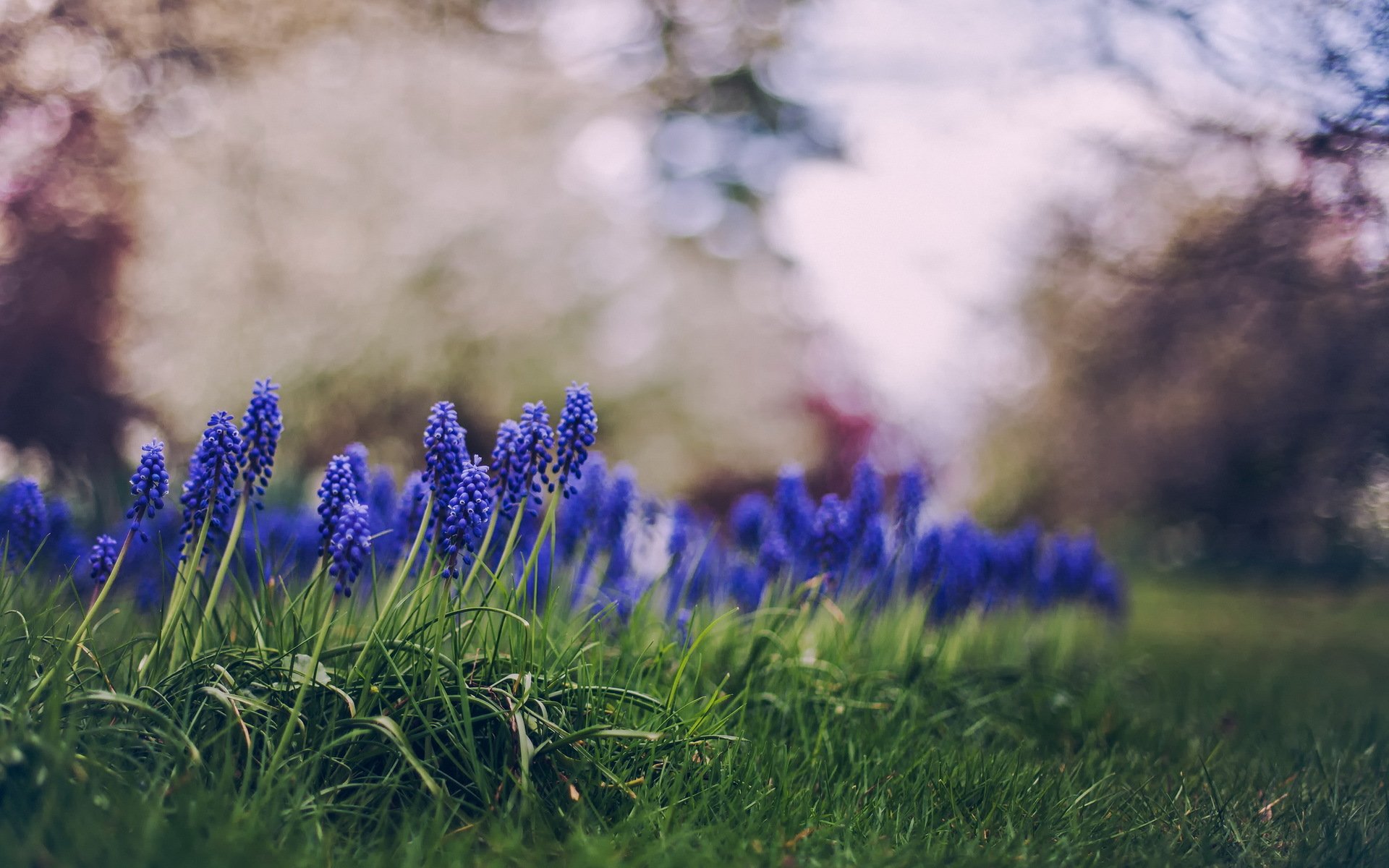 fleurs nature herbe