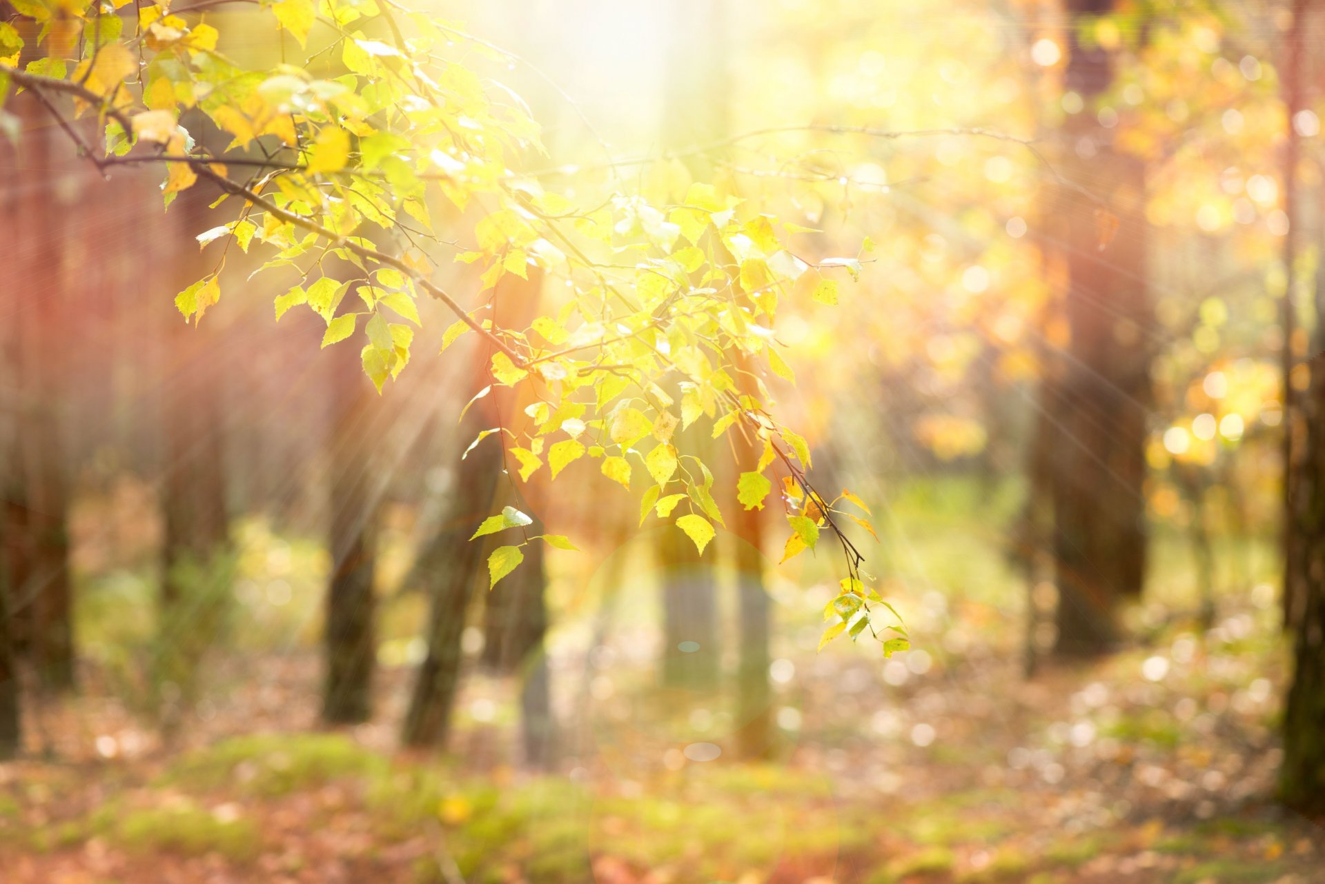 natura albero alberi foglie foglioline giallo rami sole raggi sfocatura sfondo carta da parati widescreen schermo intero widescreen bellissimo sfondo del desktop