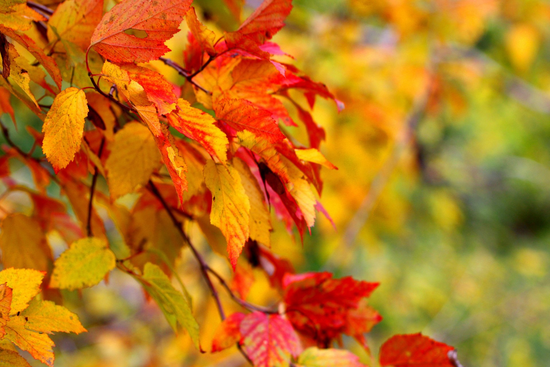 close up leaves tree autumn